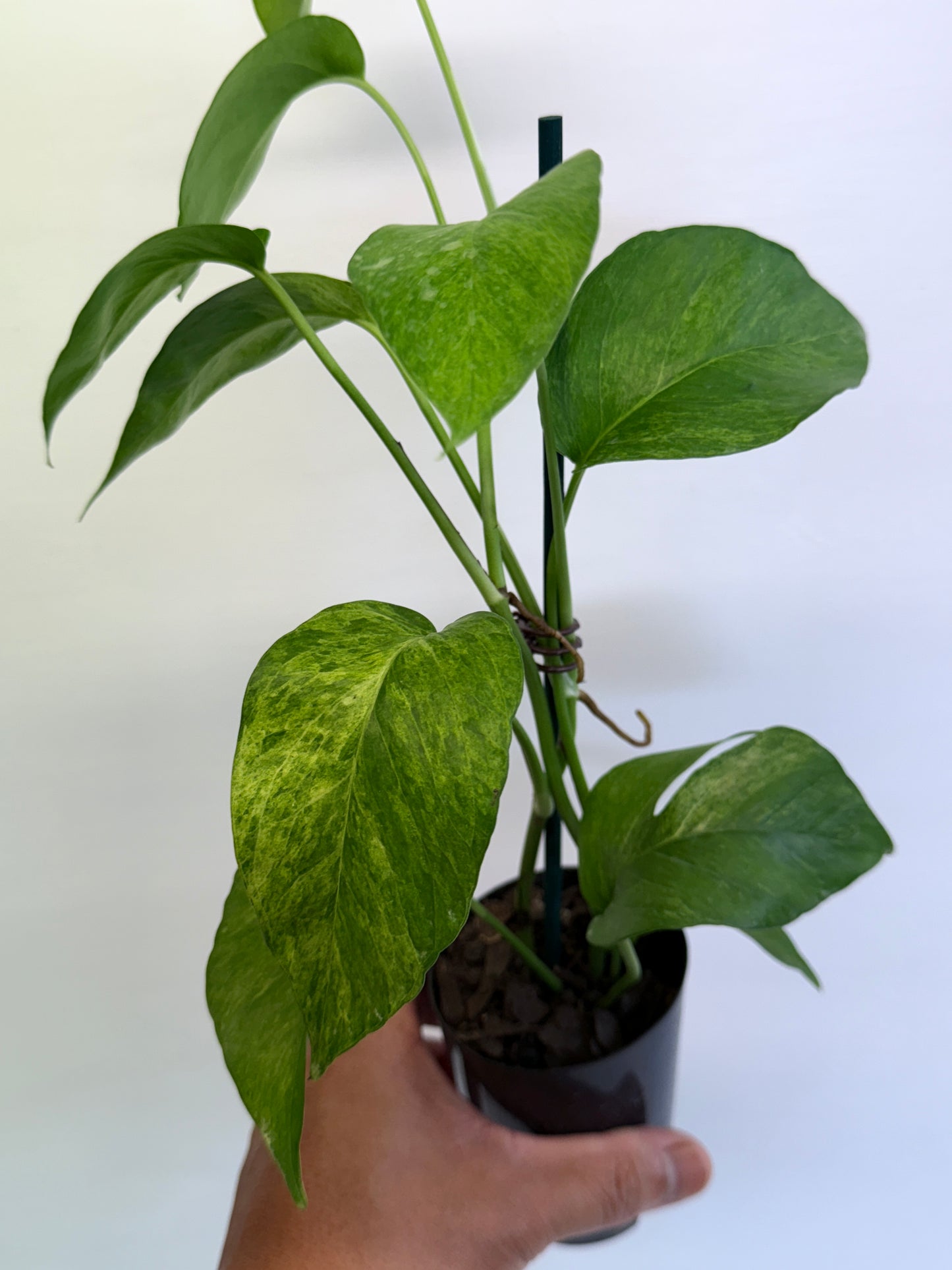 Epipremnum pinnatum 'Mint' Variegata Q58
