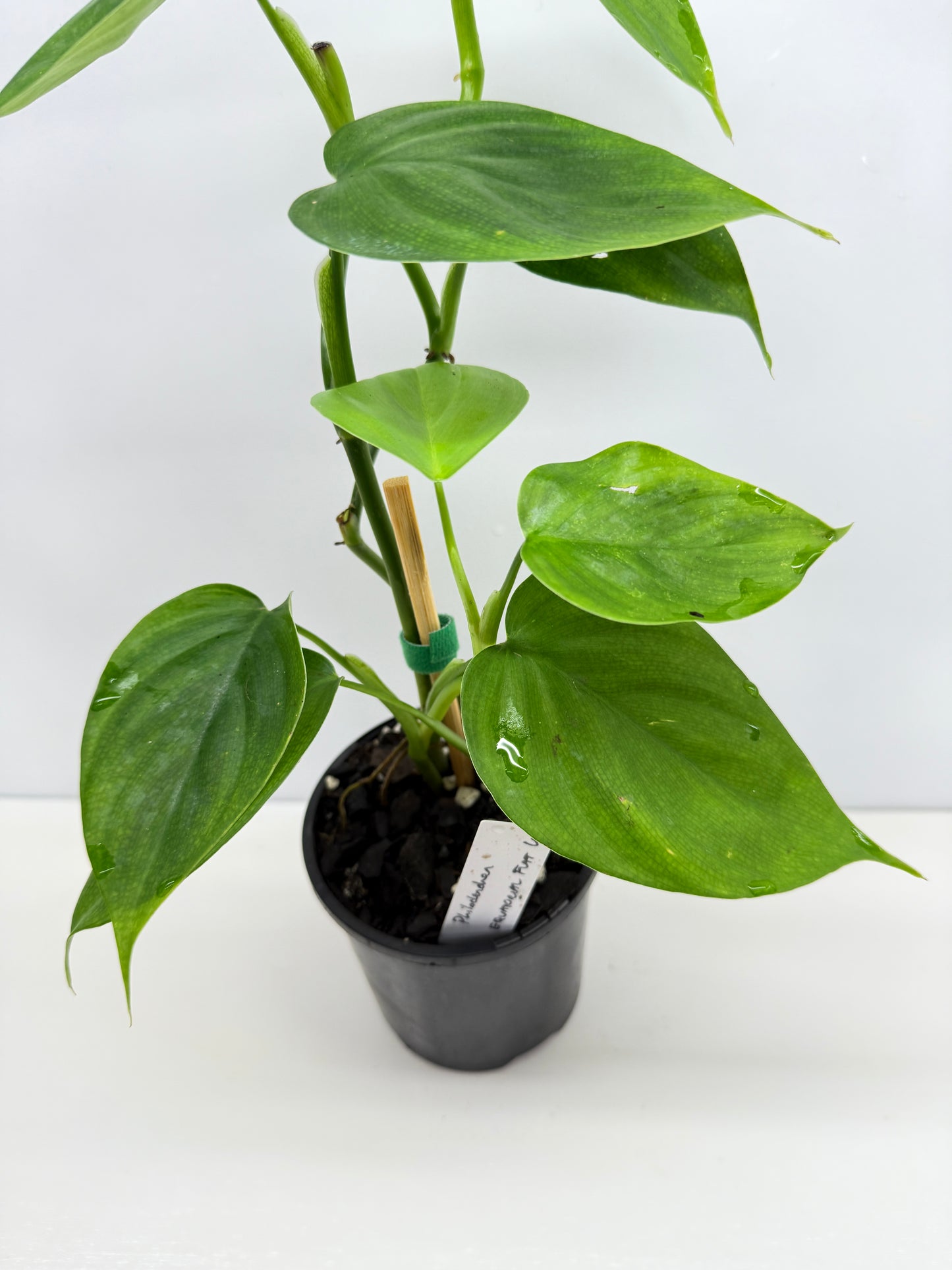 hilodendron Equatorial Flat Leaf Y74
