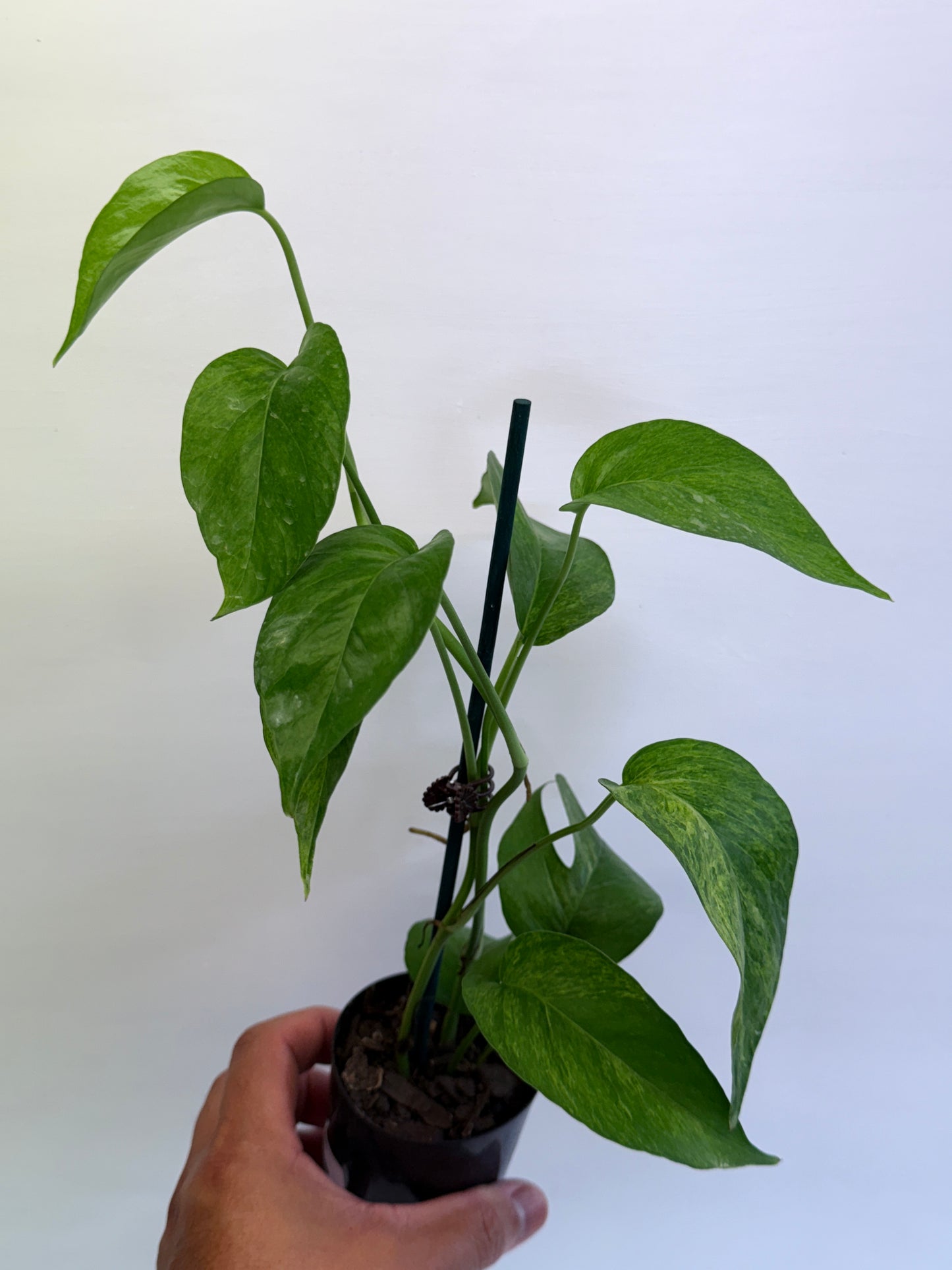 Epipremnum pinnatum 'Mint' Variegata Q58