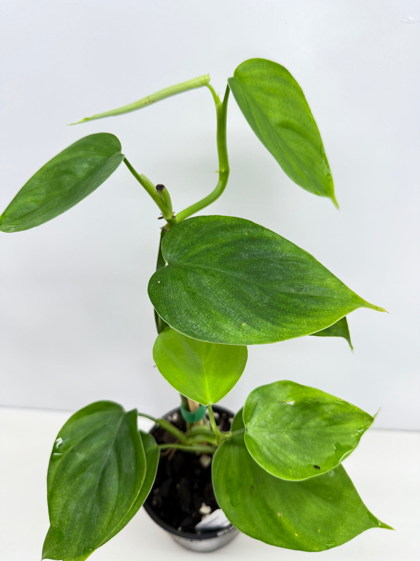 hilodendron Equatorial Flat Leaf Y74