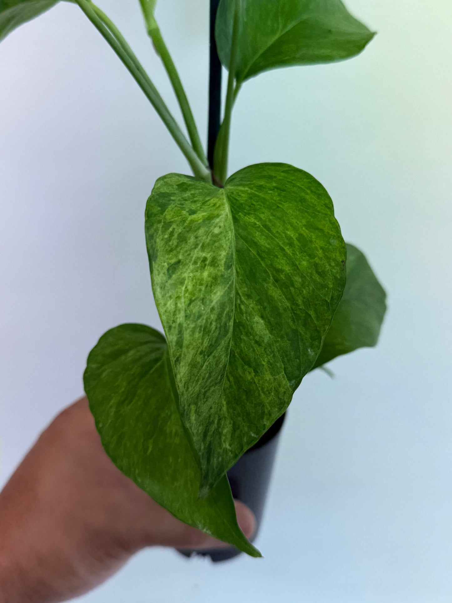 Epipremnum pinnatum 'Mint' Variegata Q58