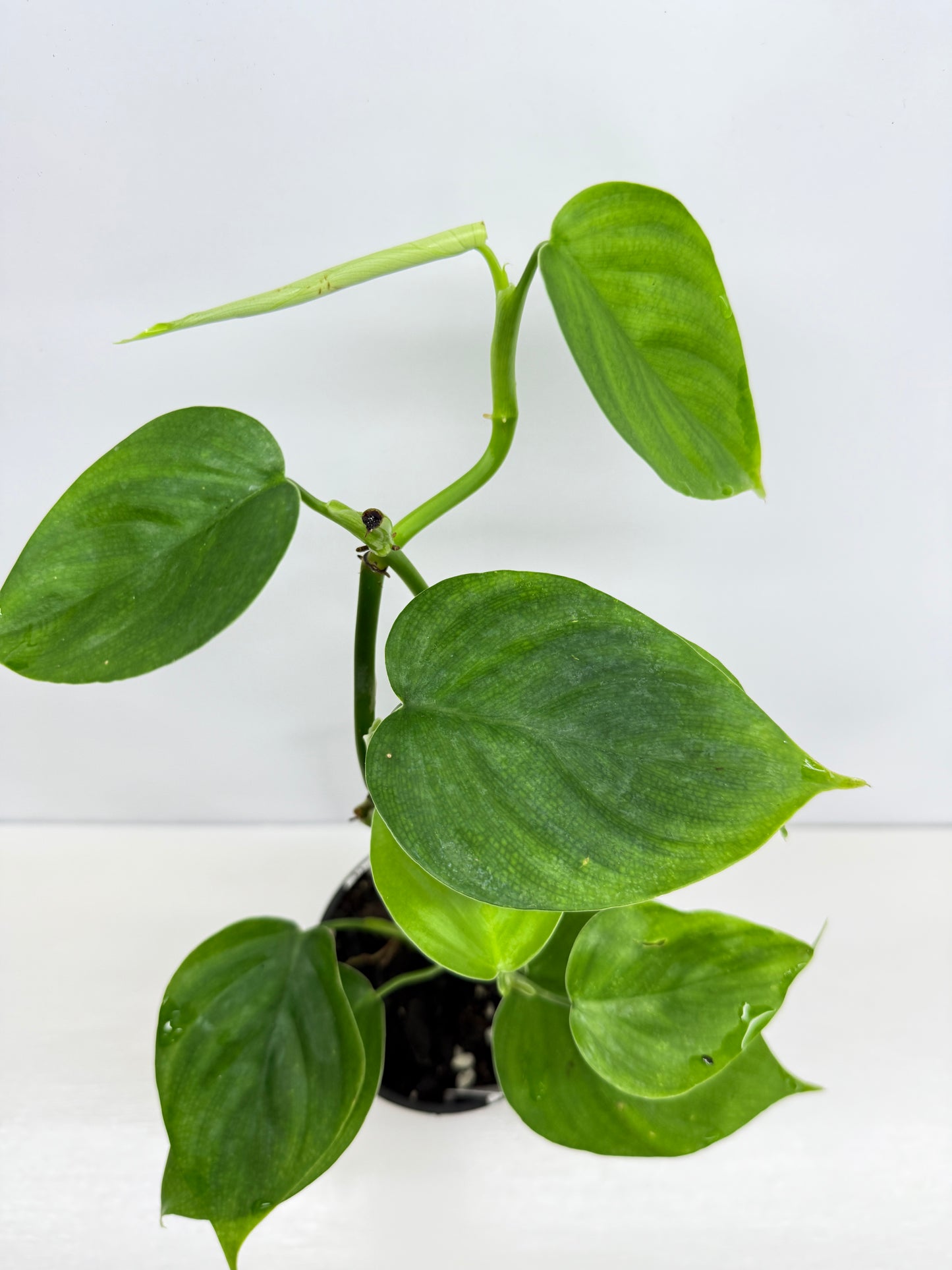 hilodendron Equatorial Flat Leaf Y74