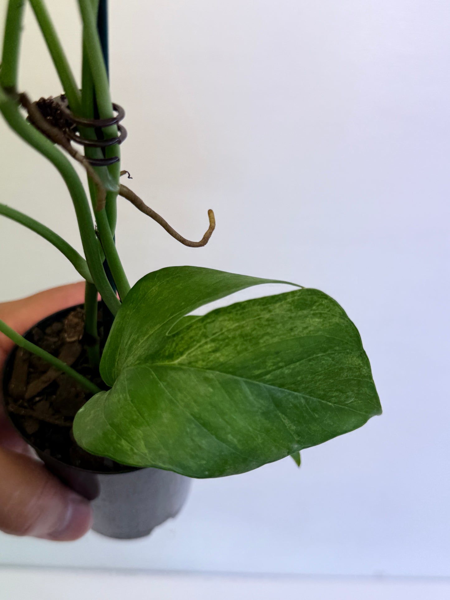 Epipremnum pinnatum 'Mint' Variegata Q58
