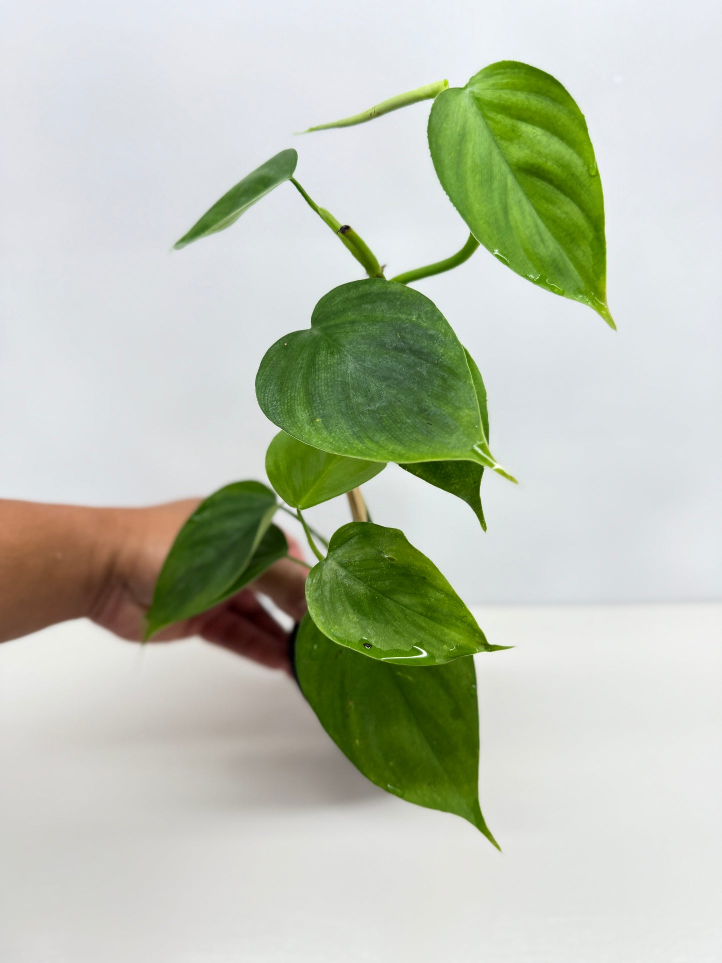 hilodendron Equatorial Flat Leaf Y74