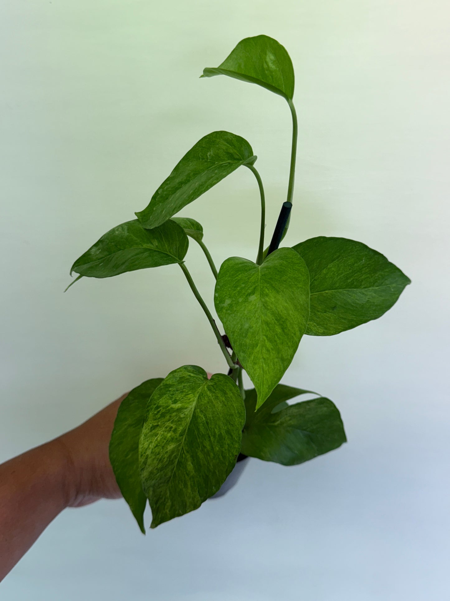 Epipremnum pinnatum 'Mint' Variegata Q58