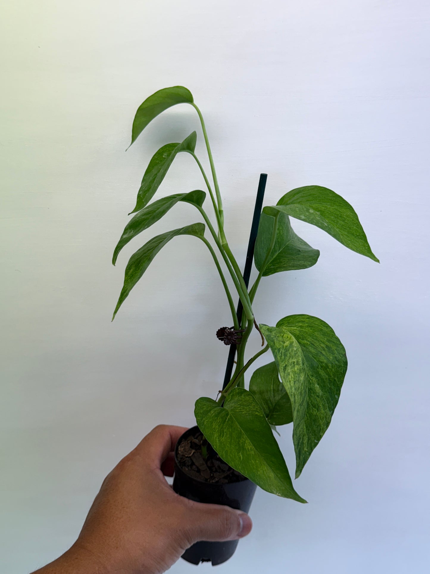 Epipremnum pinnatum 'Mint' Variegata Q58