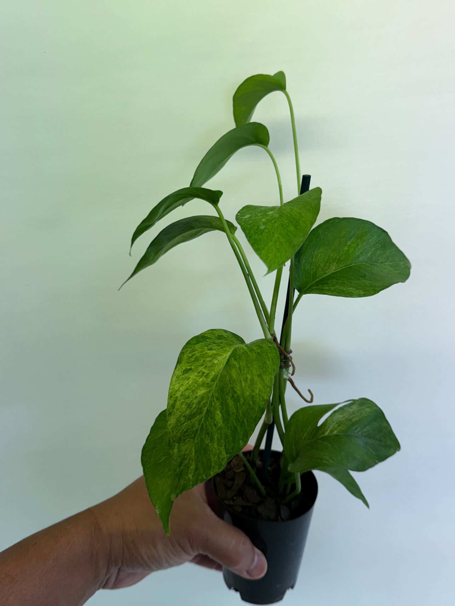 Epipremnum pinnatum 'Mint' Variegata Q58