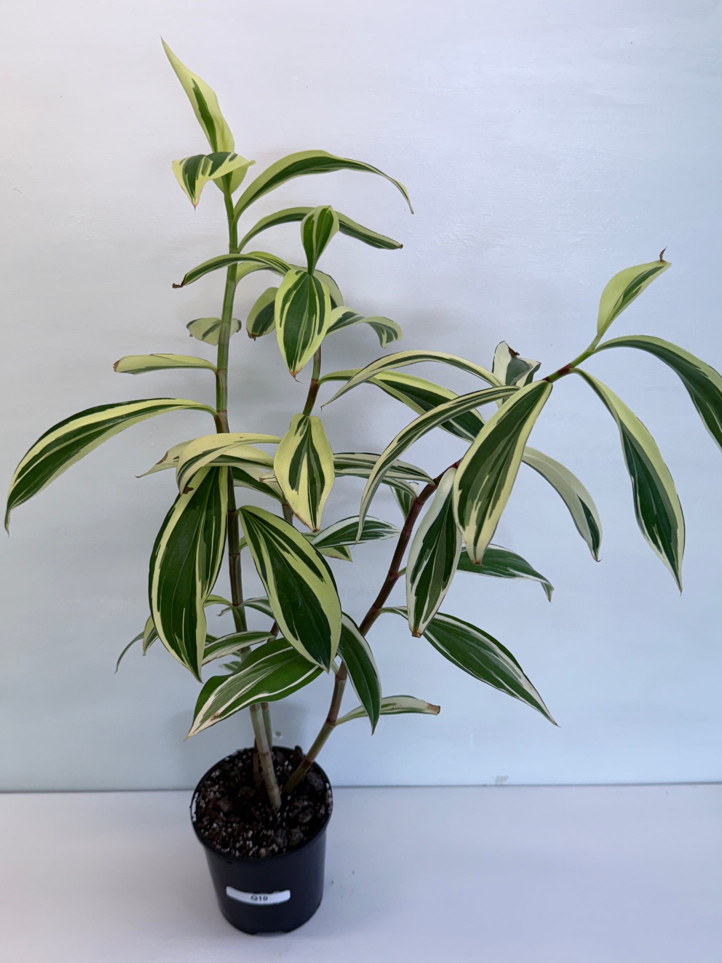 Cheilocostus speciosus Variegated Crepe Ginger Q10