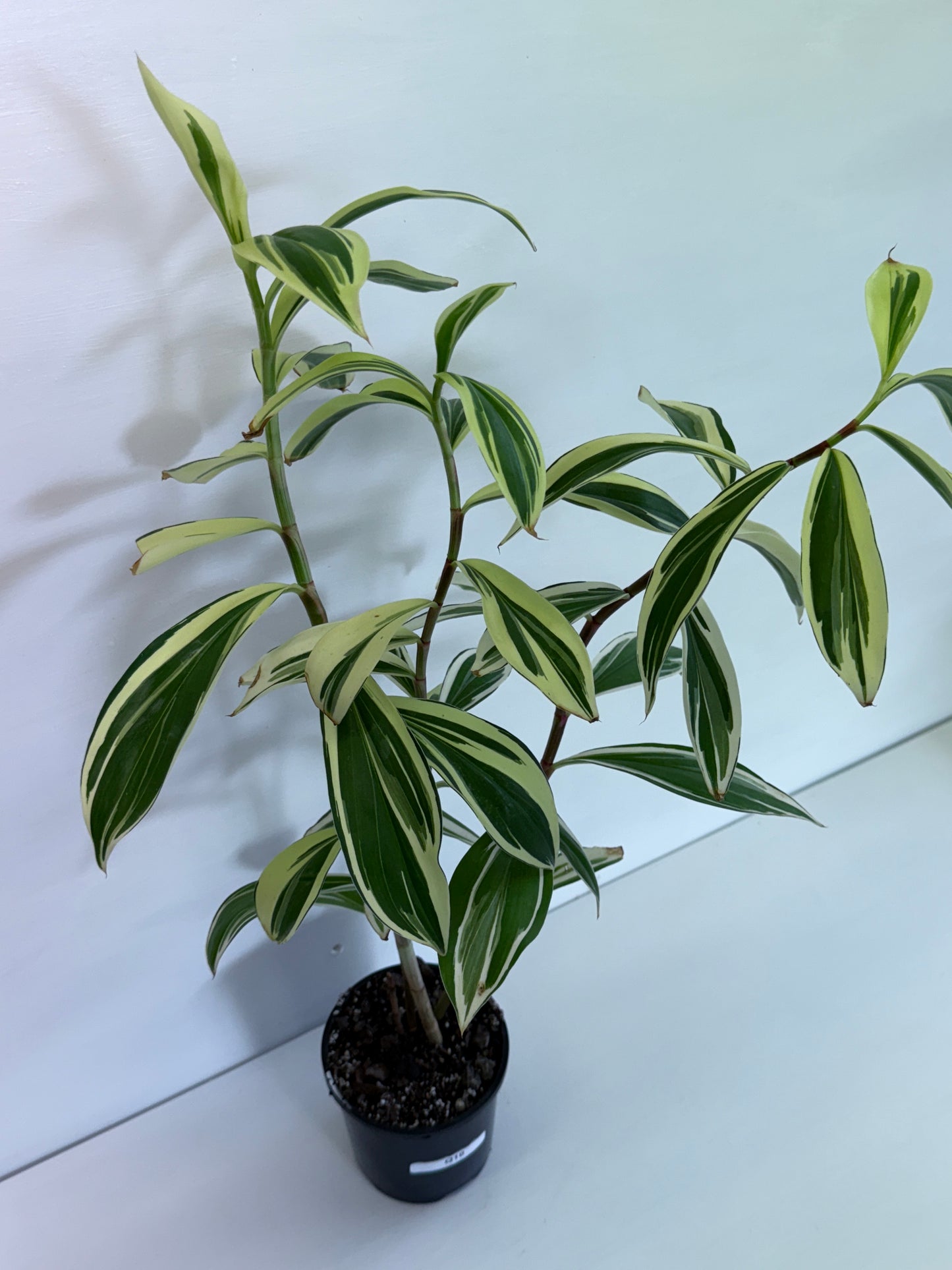 Cheilocostus speciosus Variegated Crepe Ginger Q10