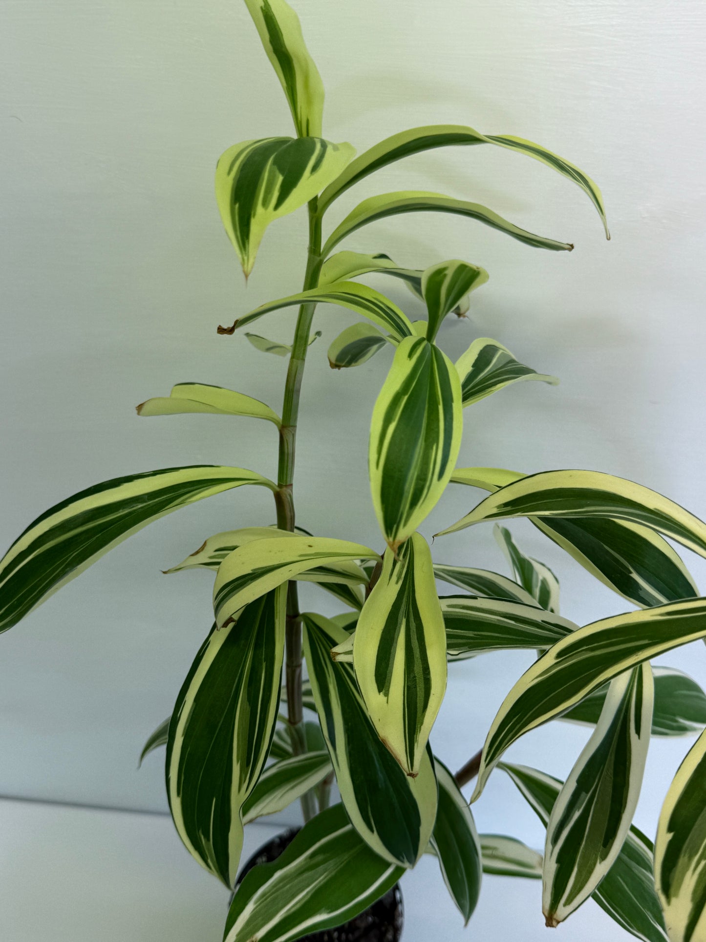 Cheilocostus speciosus Variegated Crepe Ginger Q10