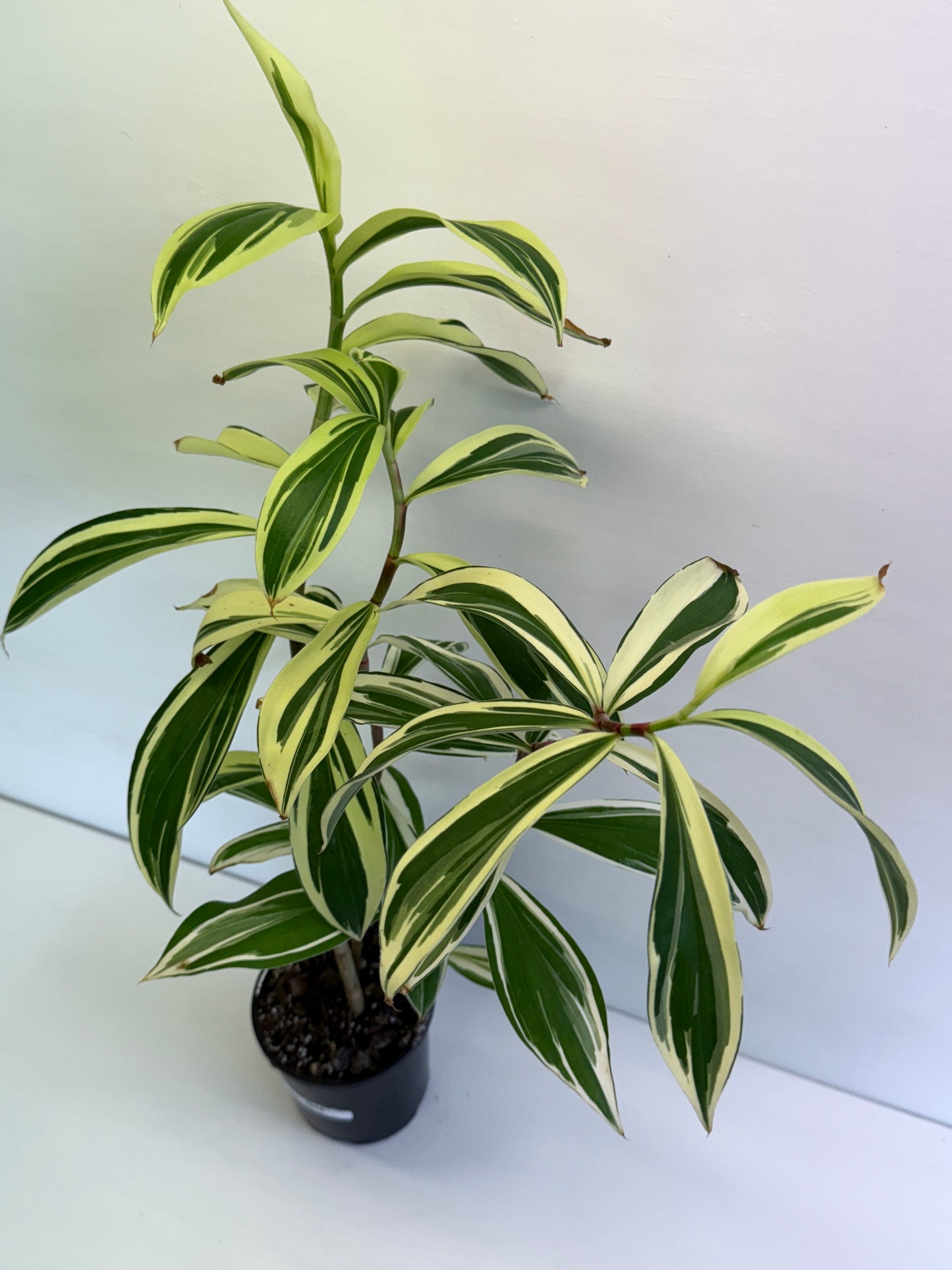 Cheilocostus speciosus Variegated Crepe Ginger Q10