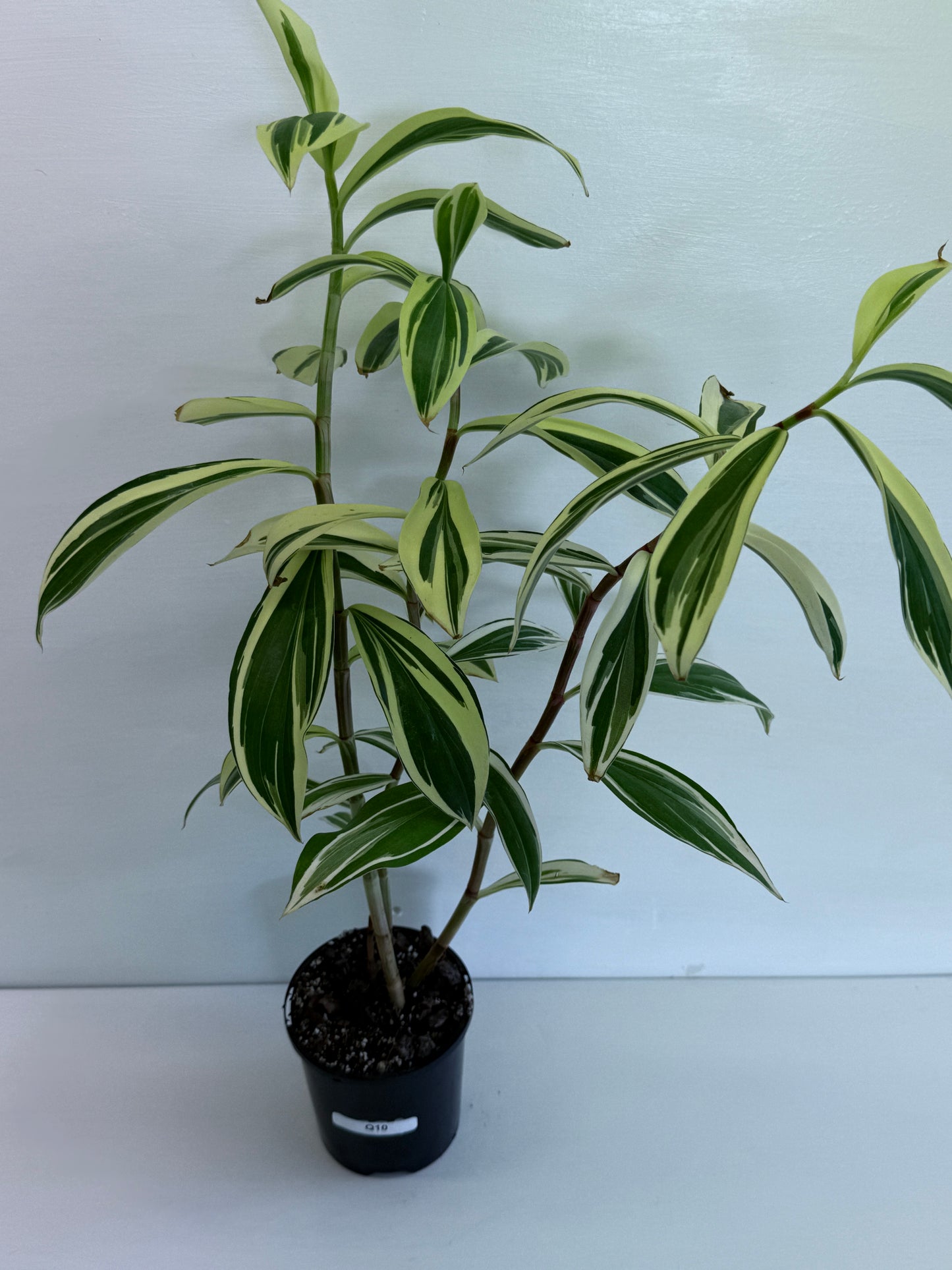 Cheilocostus speciosus Variegated Crepe Ginger Q10