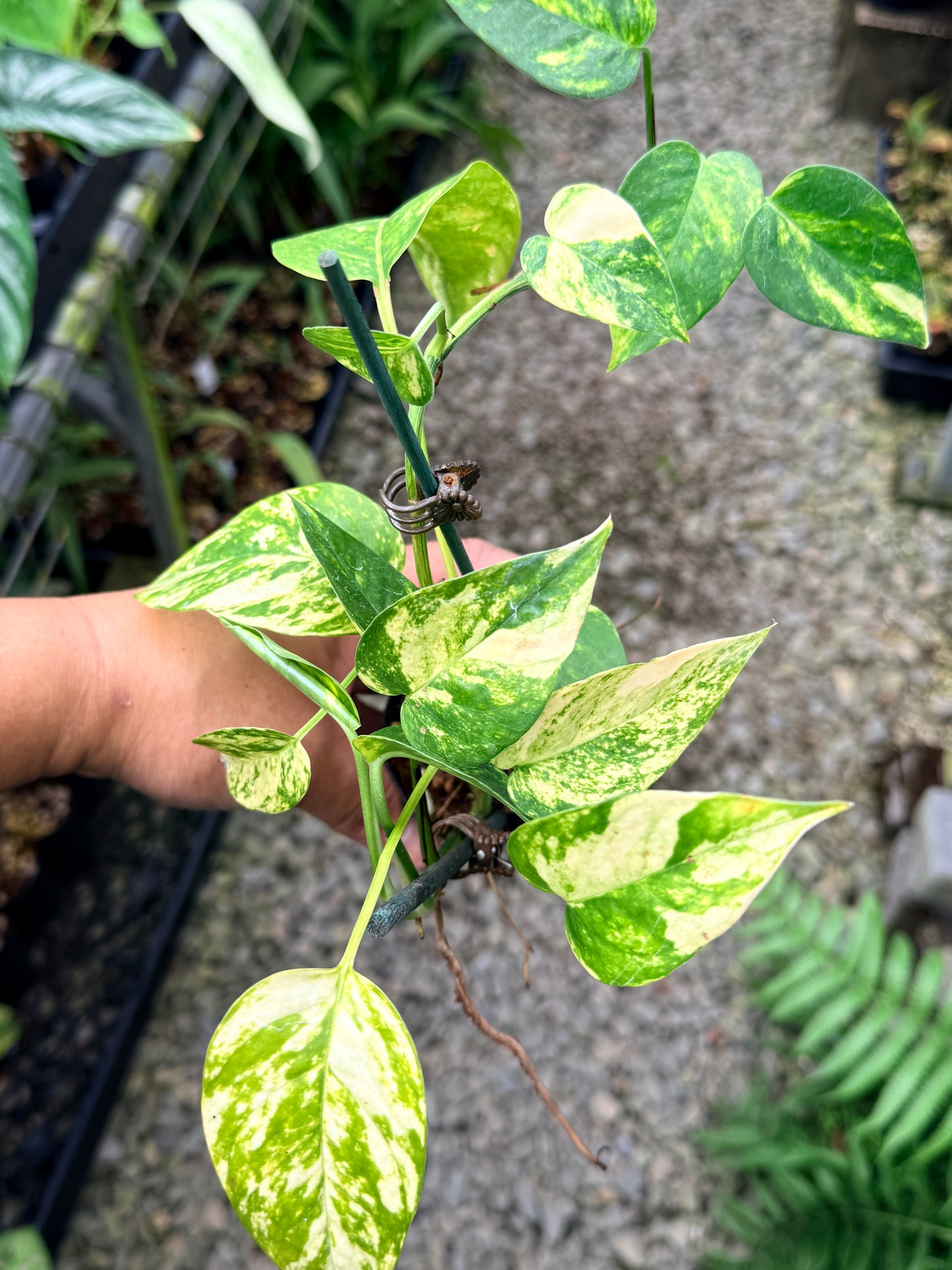 Epipremnum pinnatum 'Yellow Flame' M16