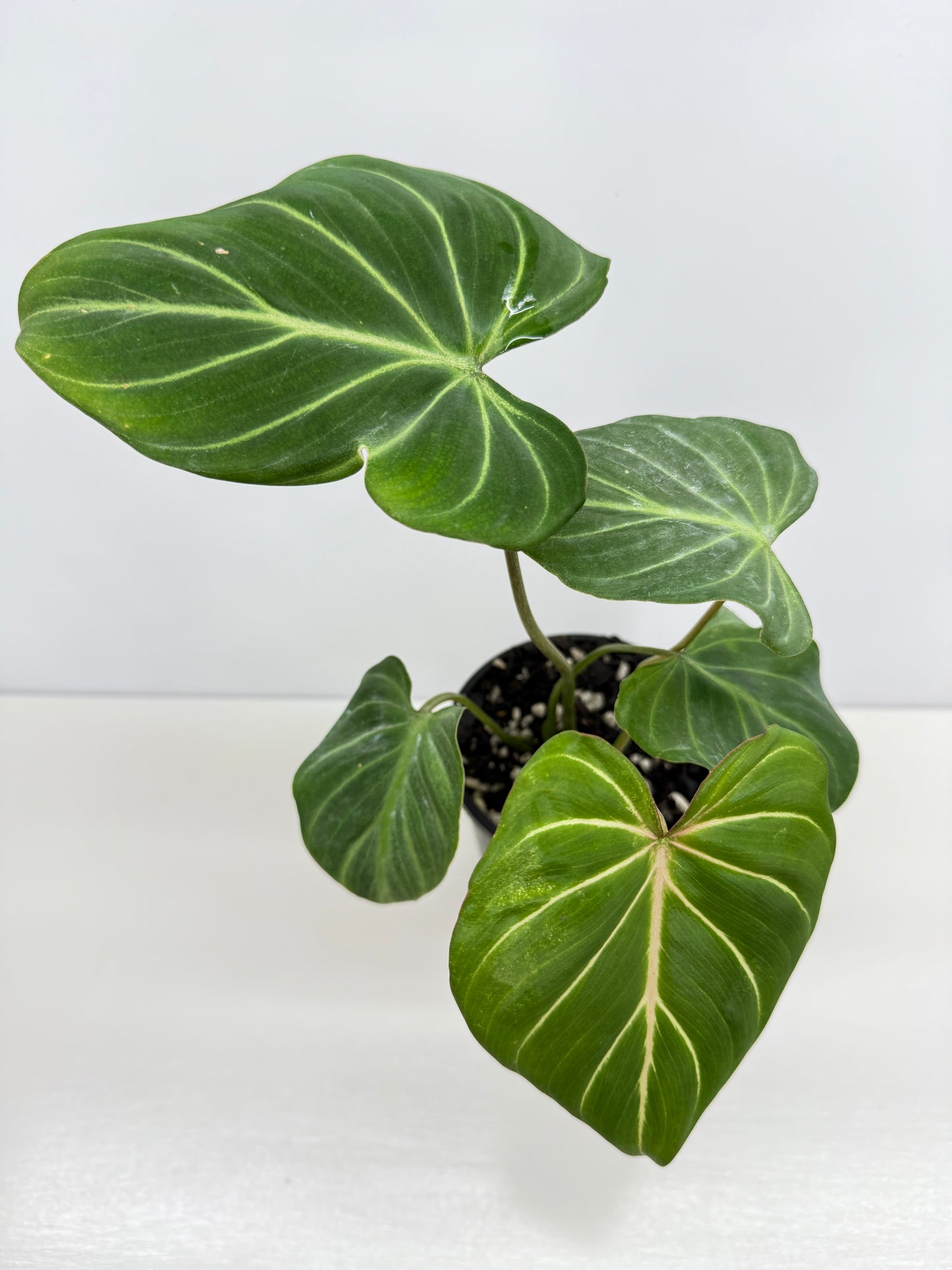 Philodendron Gloriosum Hybrid - Best Pick of the Crop!