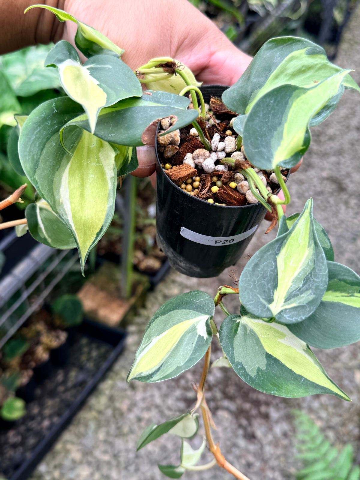 Philodendron 'Cream Splash' P20