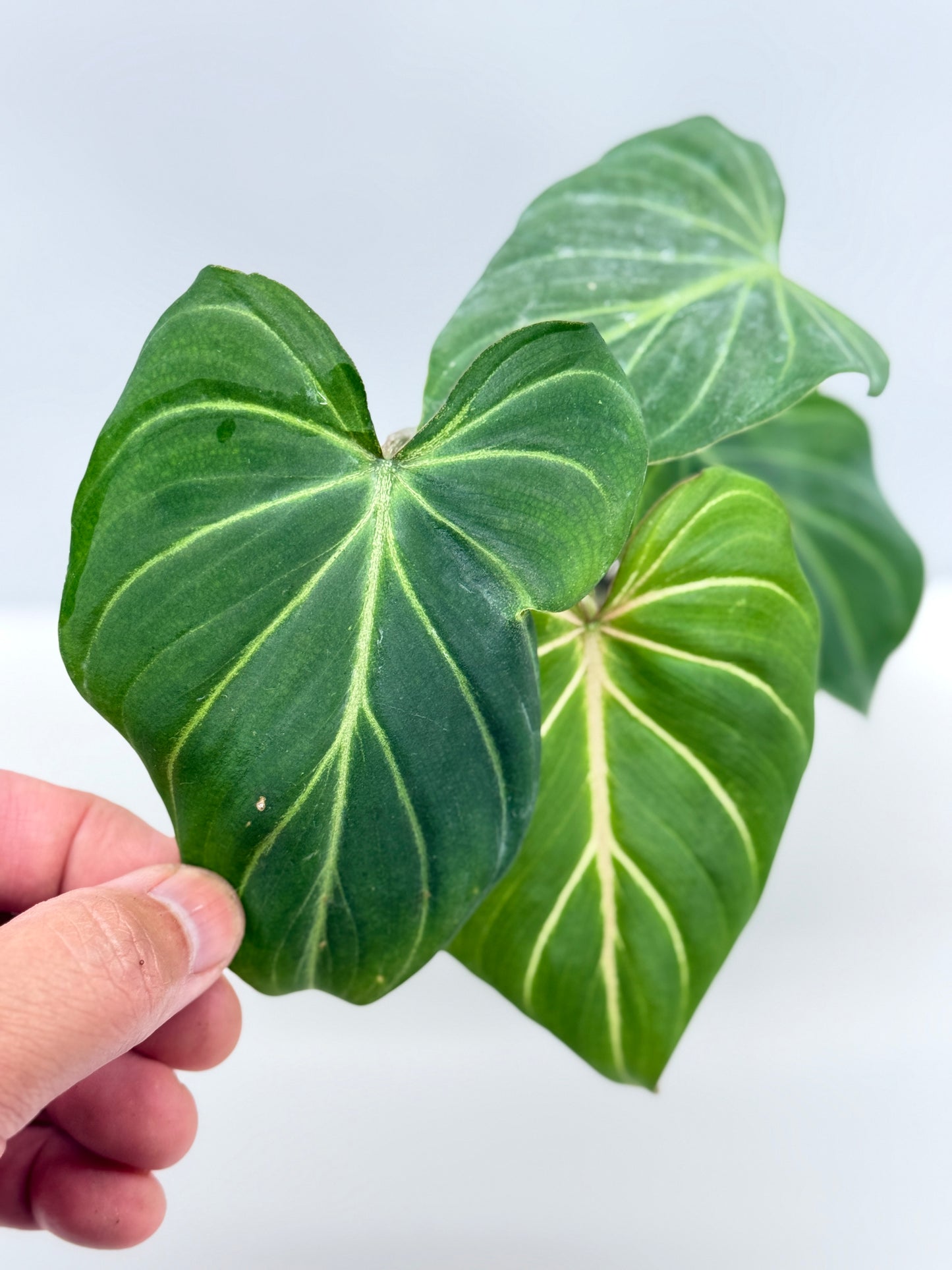 Philodendron Gloriosum Hybrid - Best Pick of the Crop!