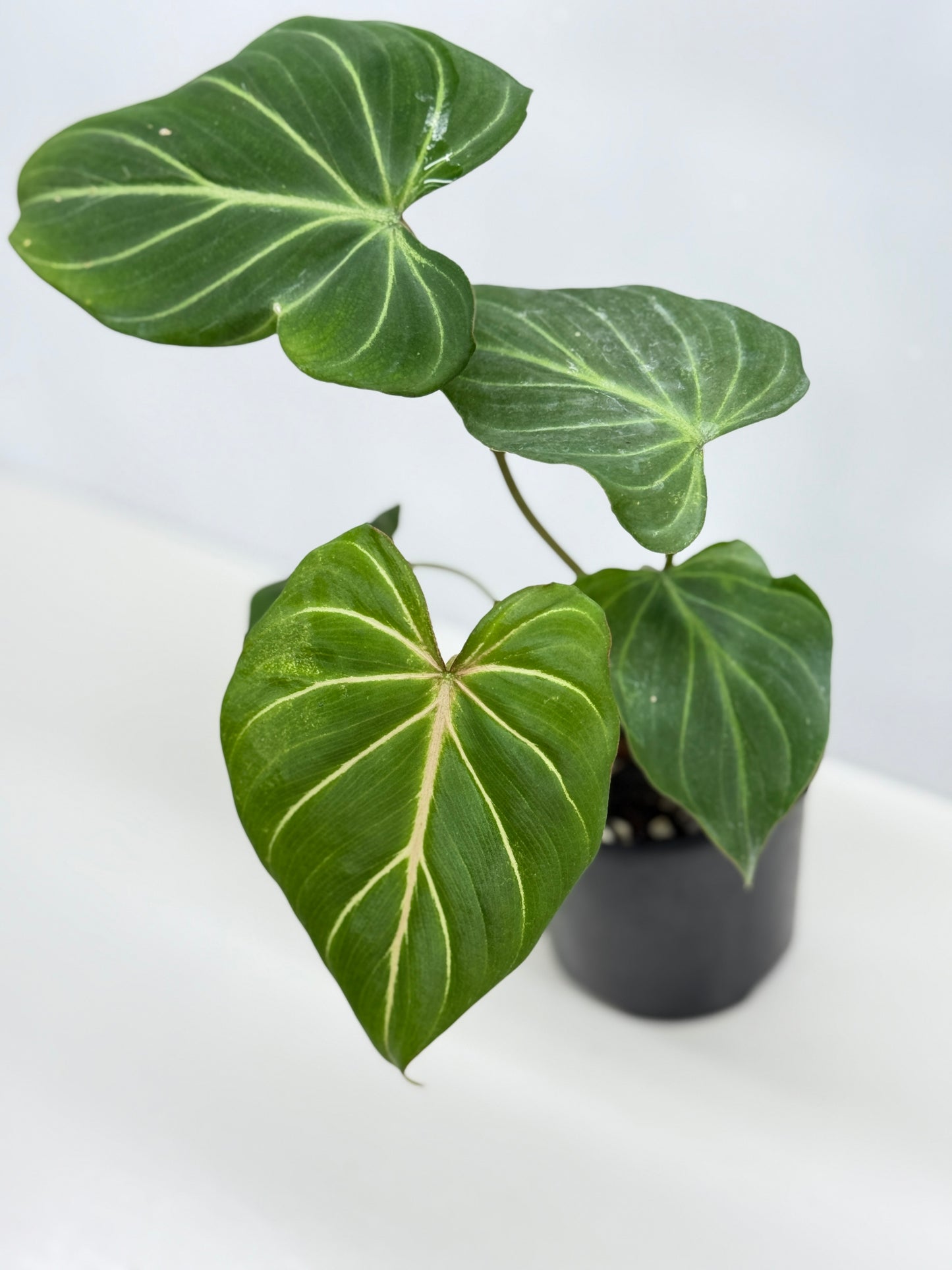 Philodendron Gloriosum Hybrid - Best Pick of the Crop!