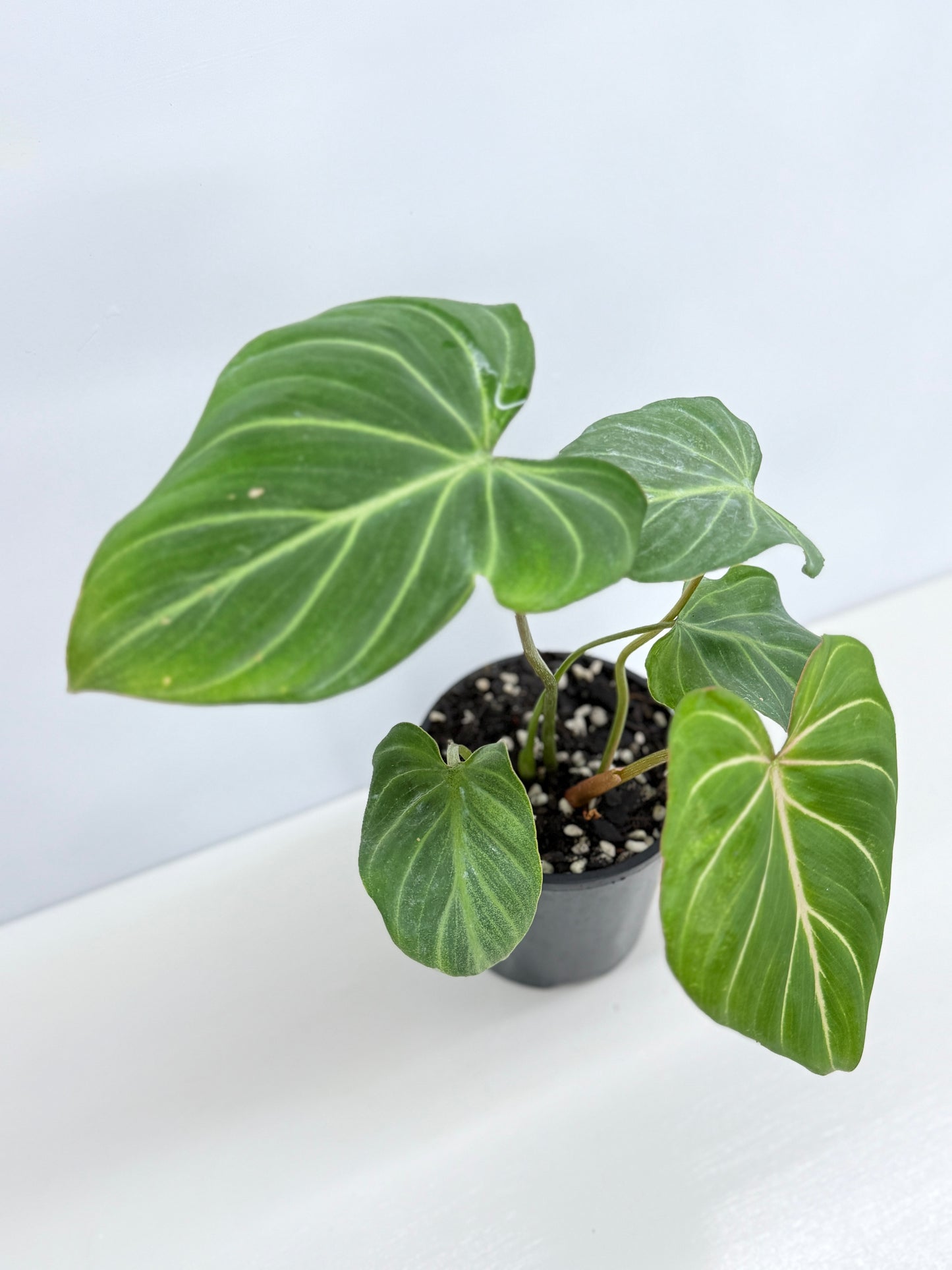 Philodendron Gloriosum Hybrid - Best Pick of the Crop!