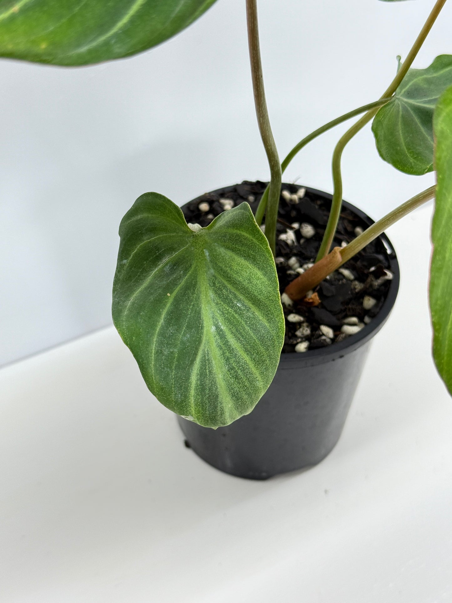 Philodendron Gloriosum Hybrid - White Spider Y76