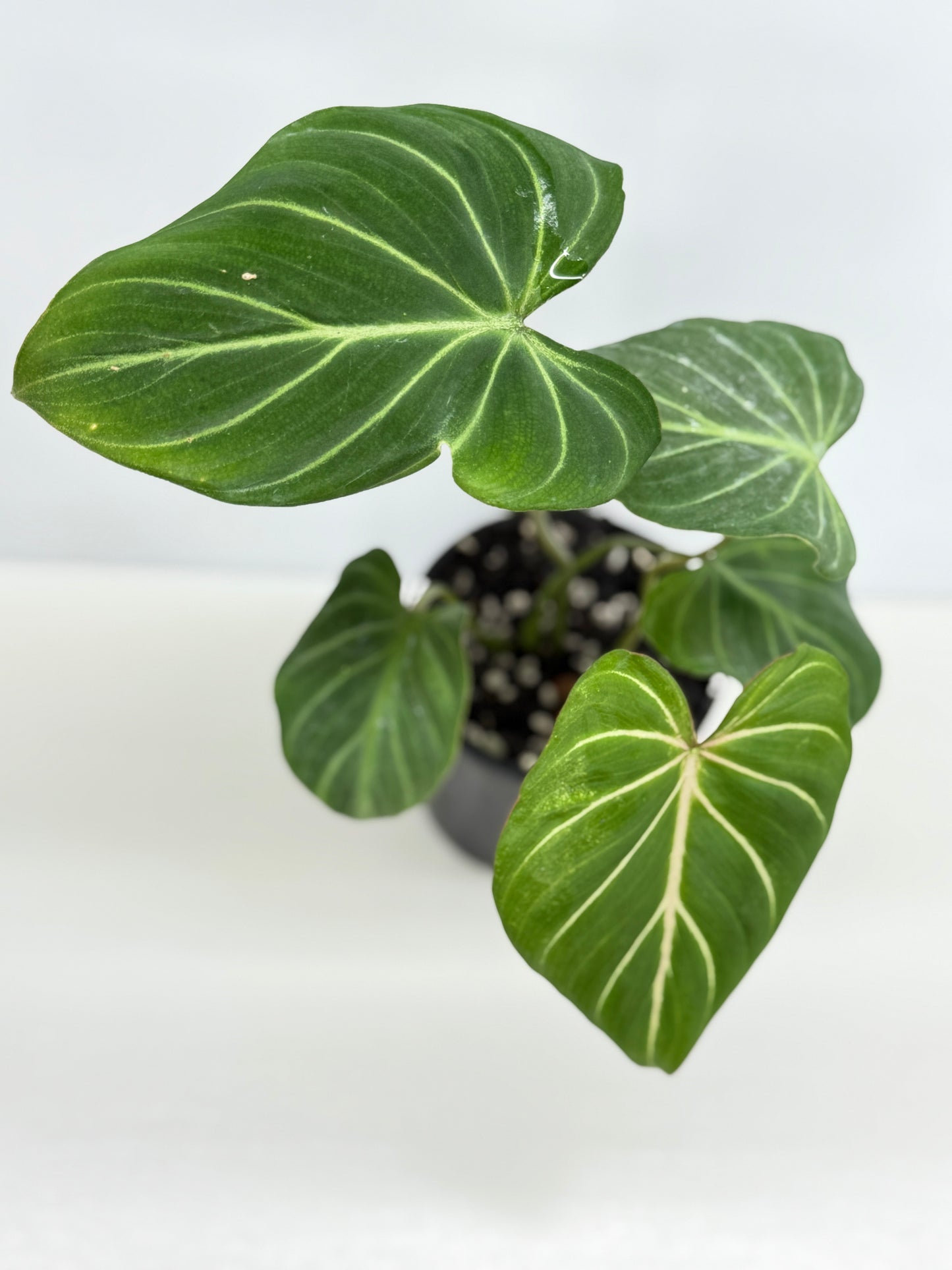 Philodendron Gloriosum Hybrid - Best Pick of the Crop!
