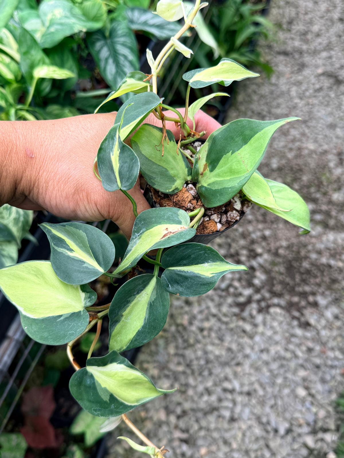 Philodendron 'Cream Splash' P23