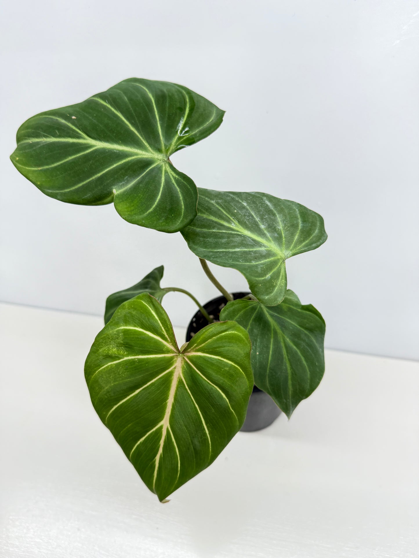 Philodendron Gloriosum Hybrid - Best Pick of the Crop!