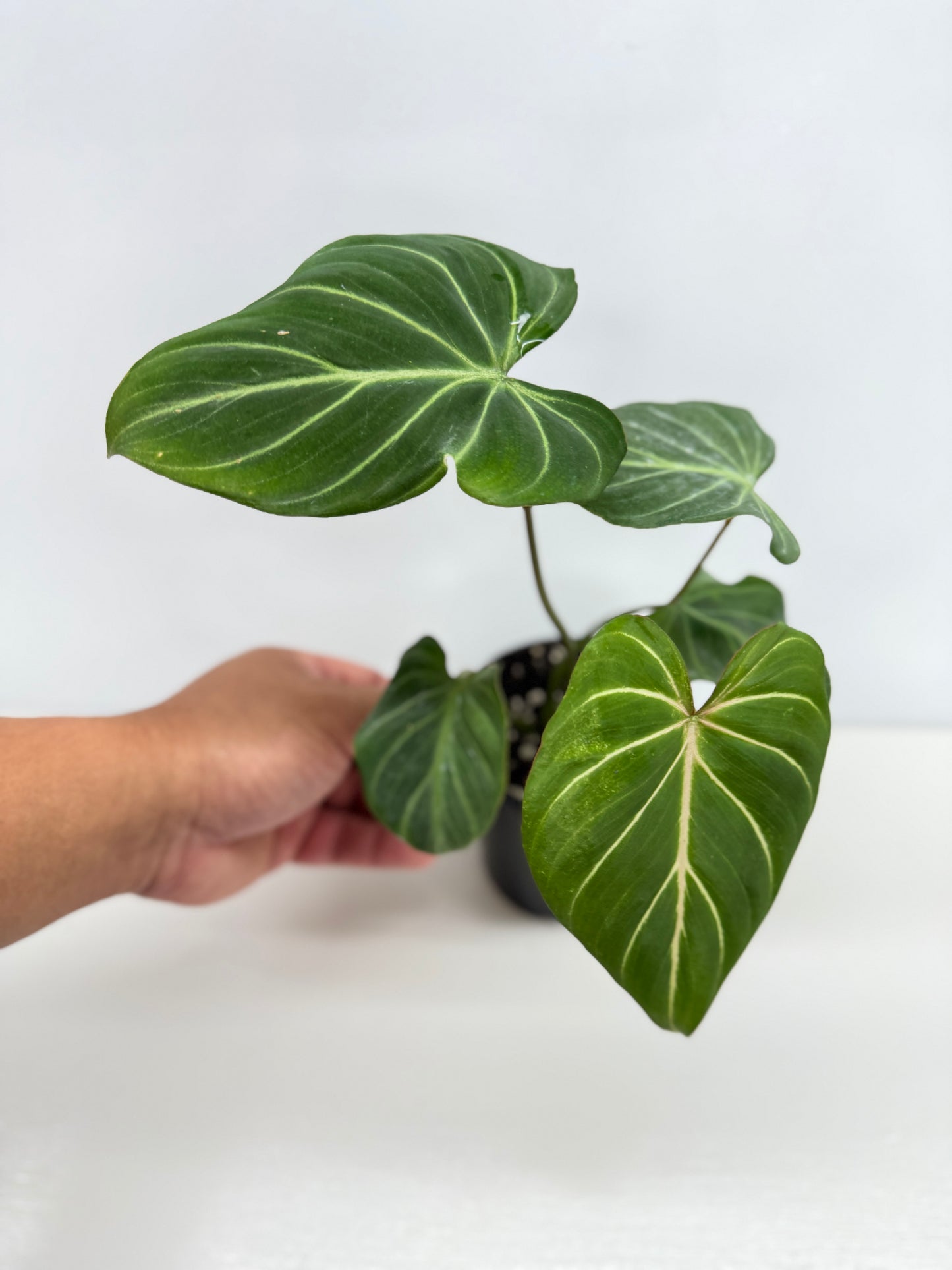 Philodendron Gloriosum Hybrid - Best Pick of the Crop!
