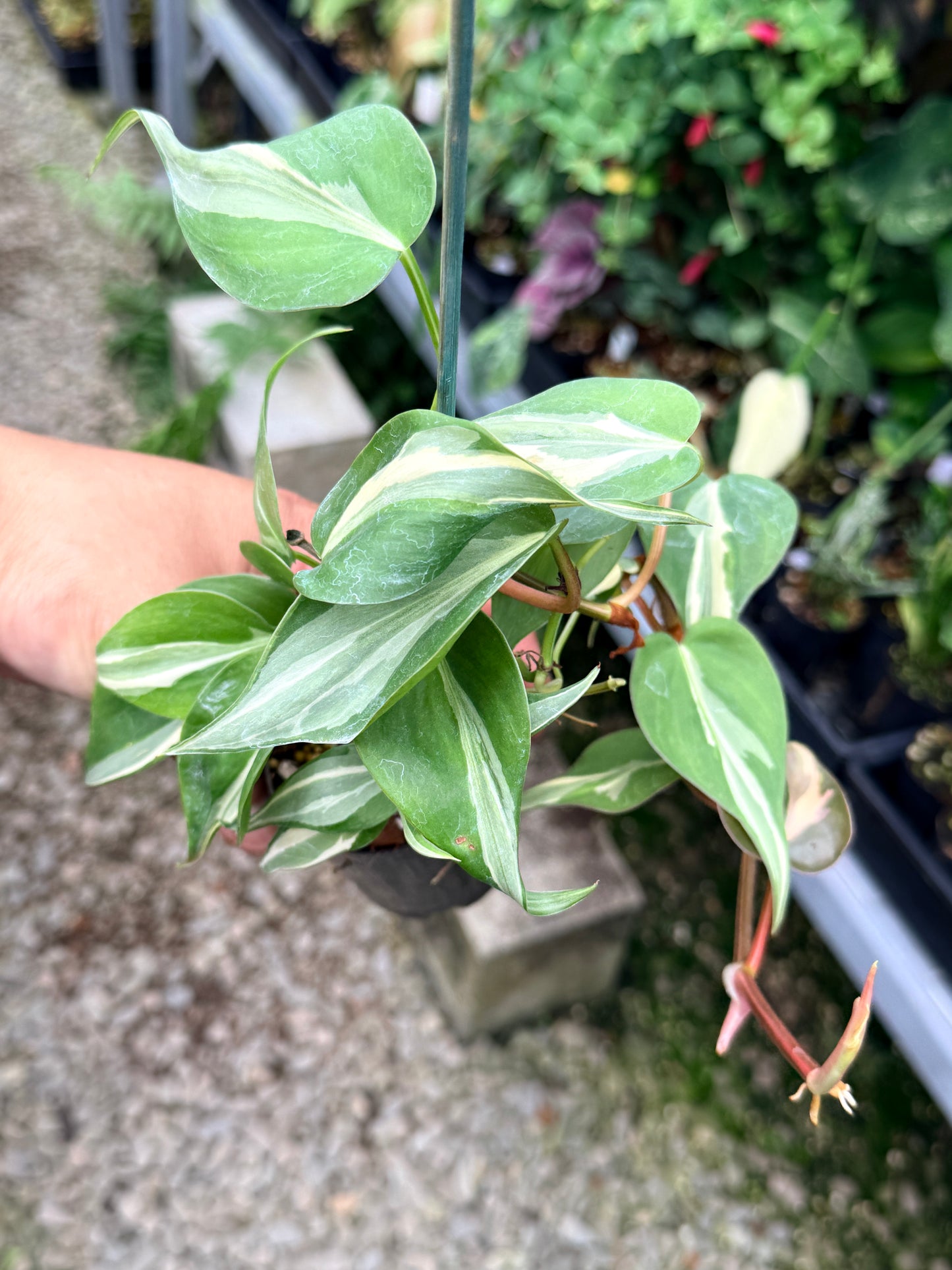 Philodendron 'Rio' R25