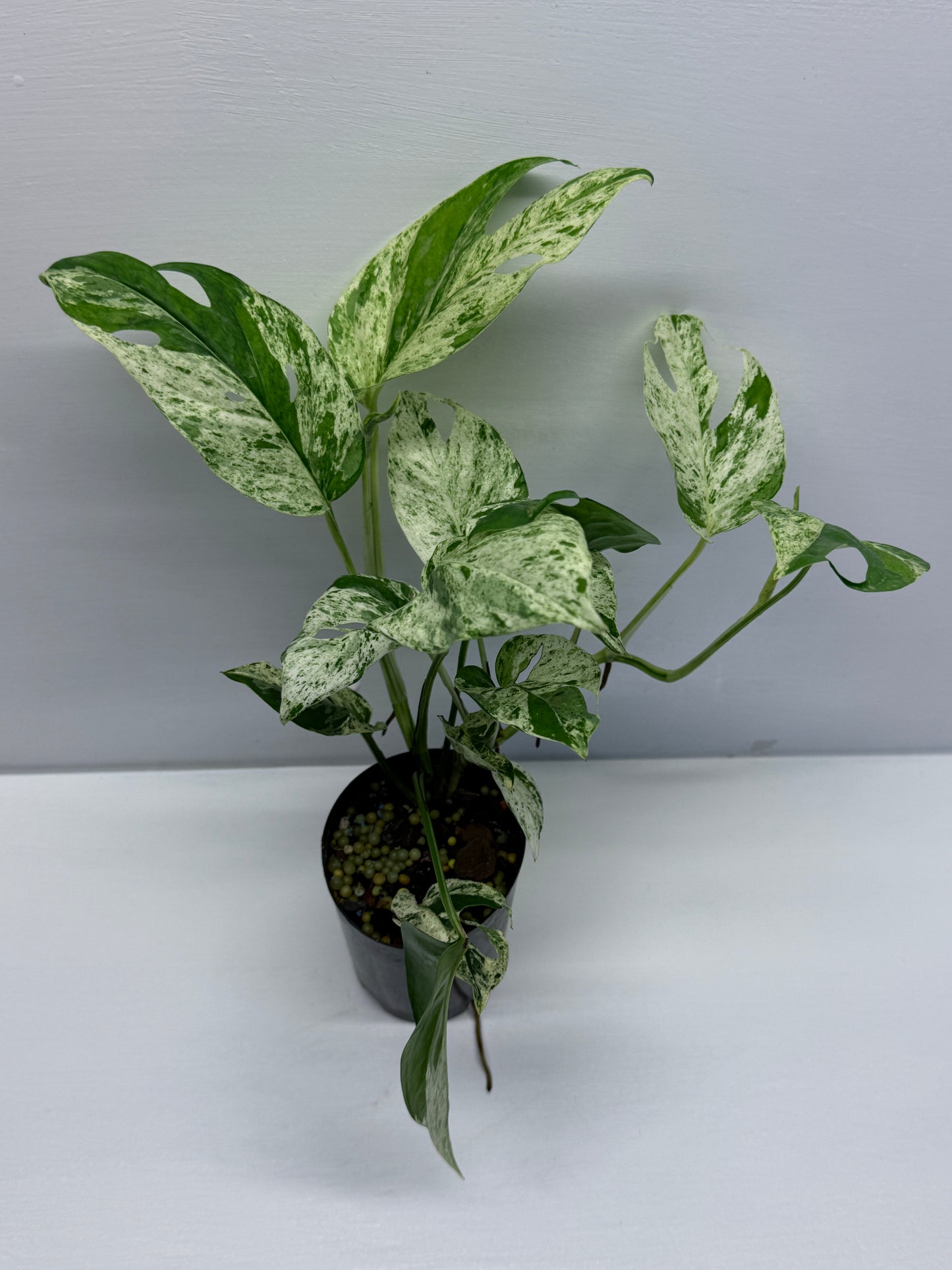 Epipremnum Pinnatum Marble Q59