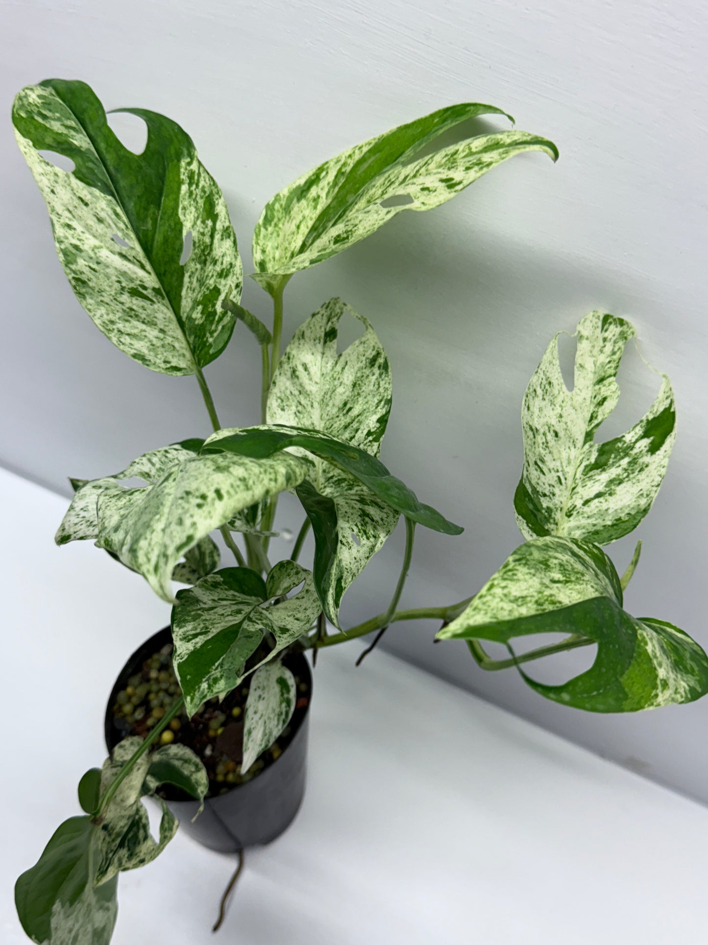 Epipremnum Pinnatum Marble Q59