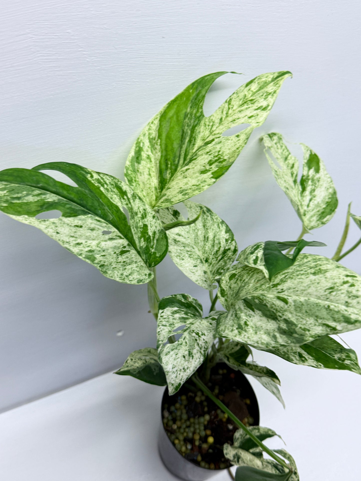 Epipremnum Pinnatum Marble Q59