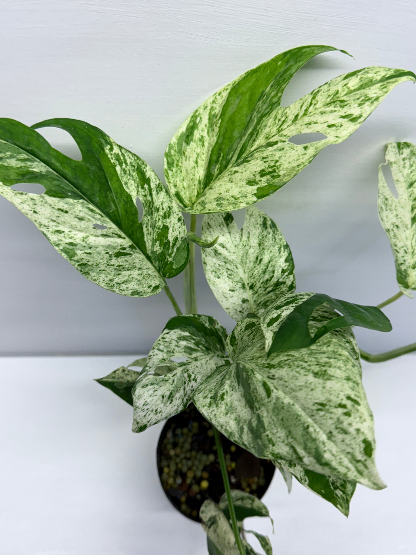 Epipremnum Pinnatum Marble Q59