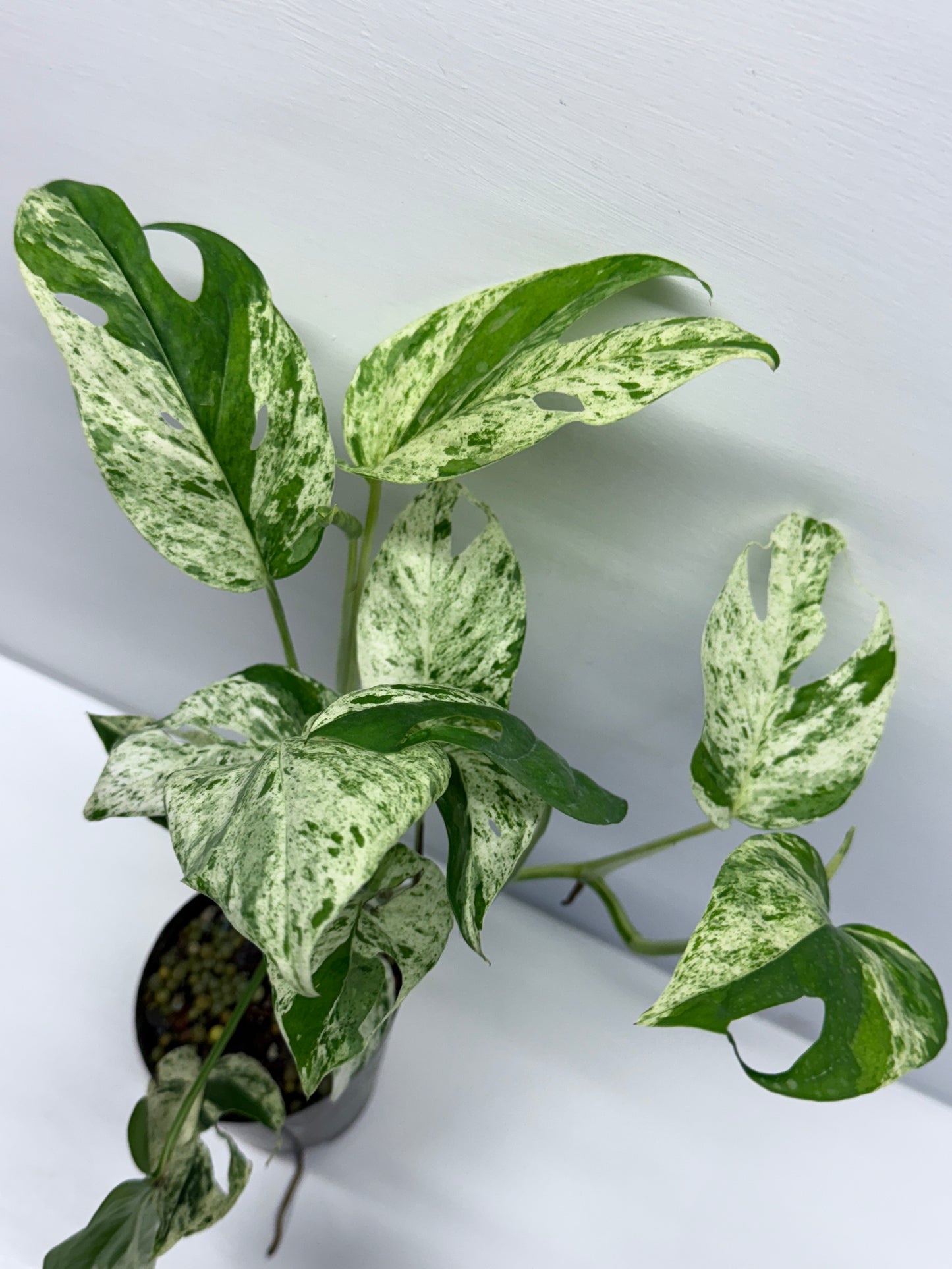 Epipremnum Pinnatum Marble Q59