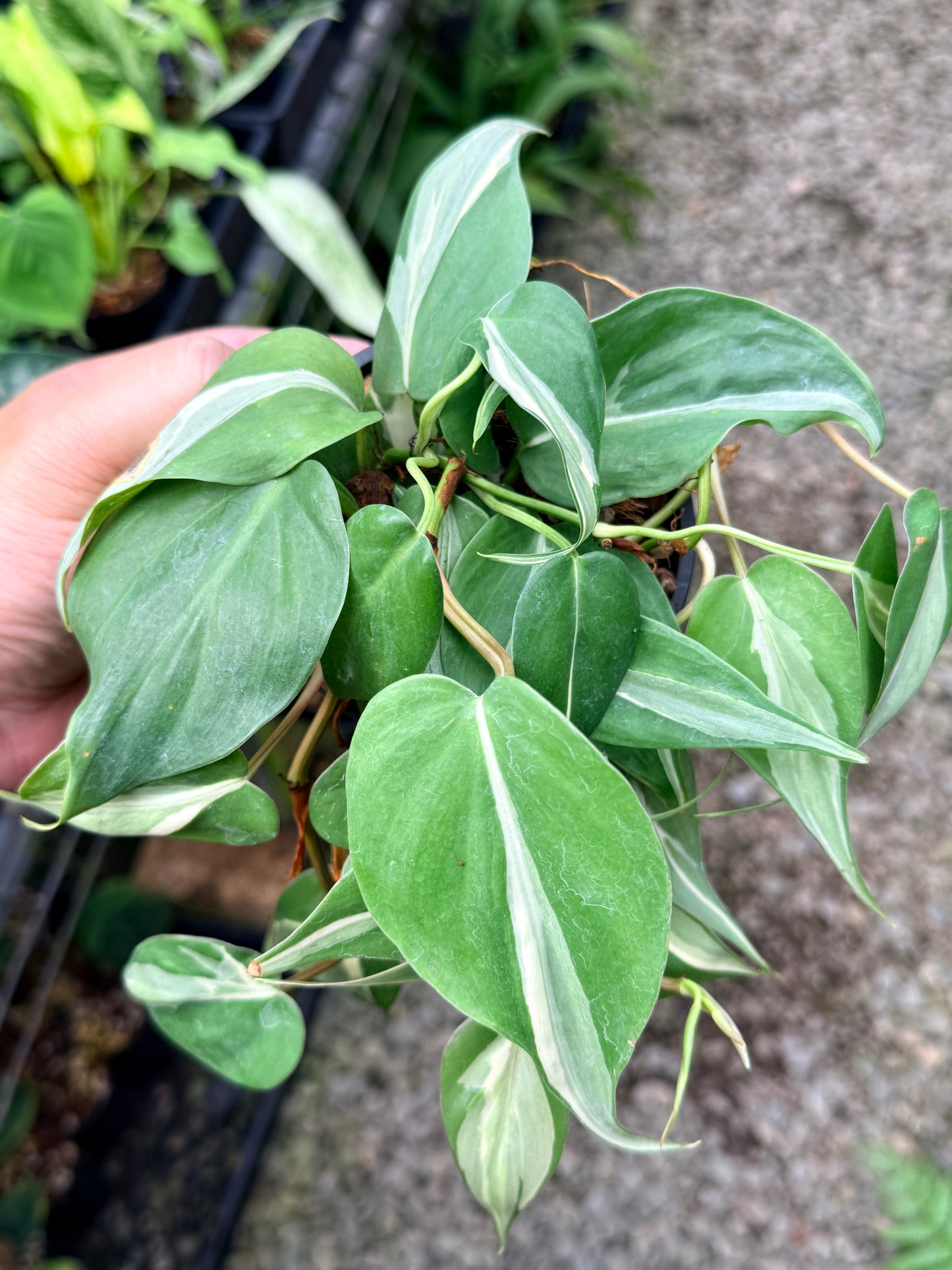 Philodendron 'Rio' G10
