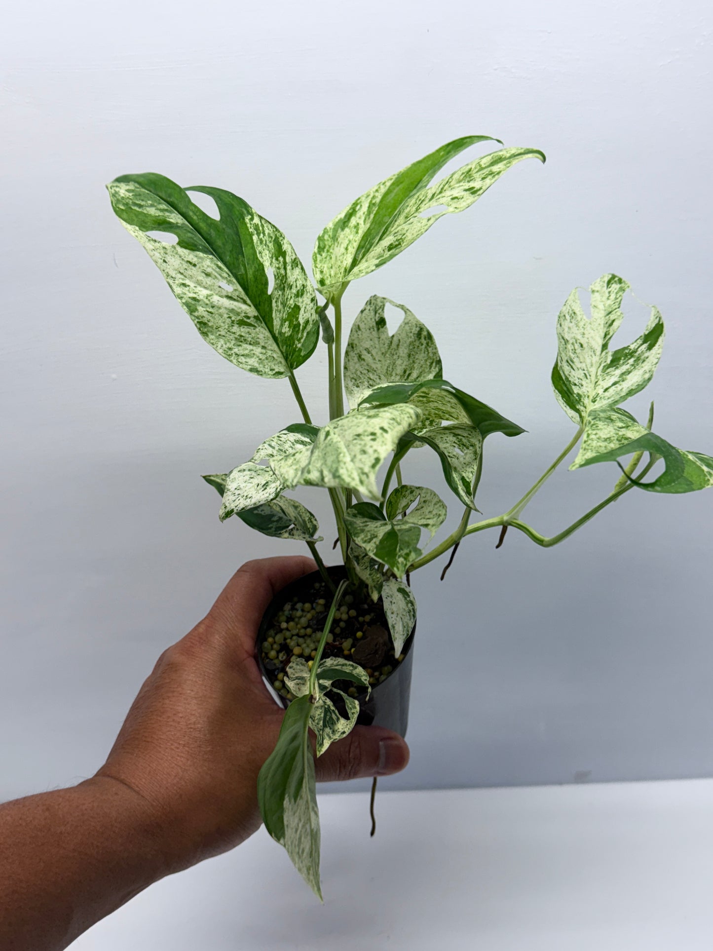 Epipremnum Pinnatum Marble Q59