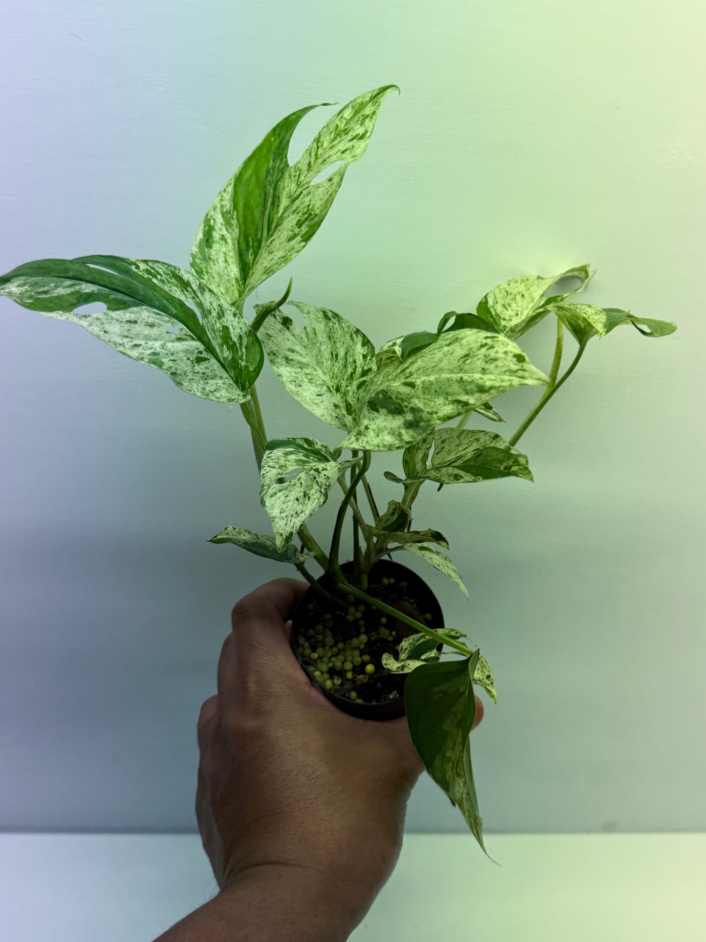 Epipremnum Pinnatum Marble Q59