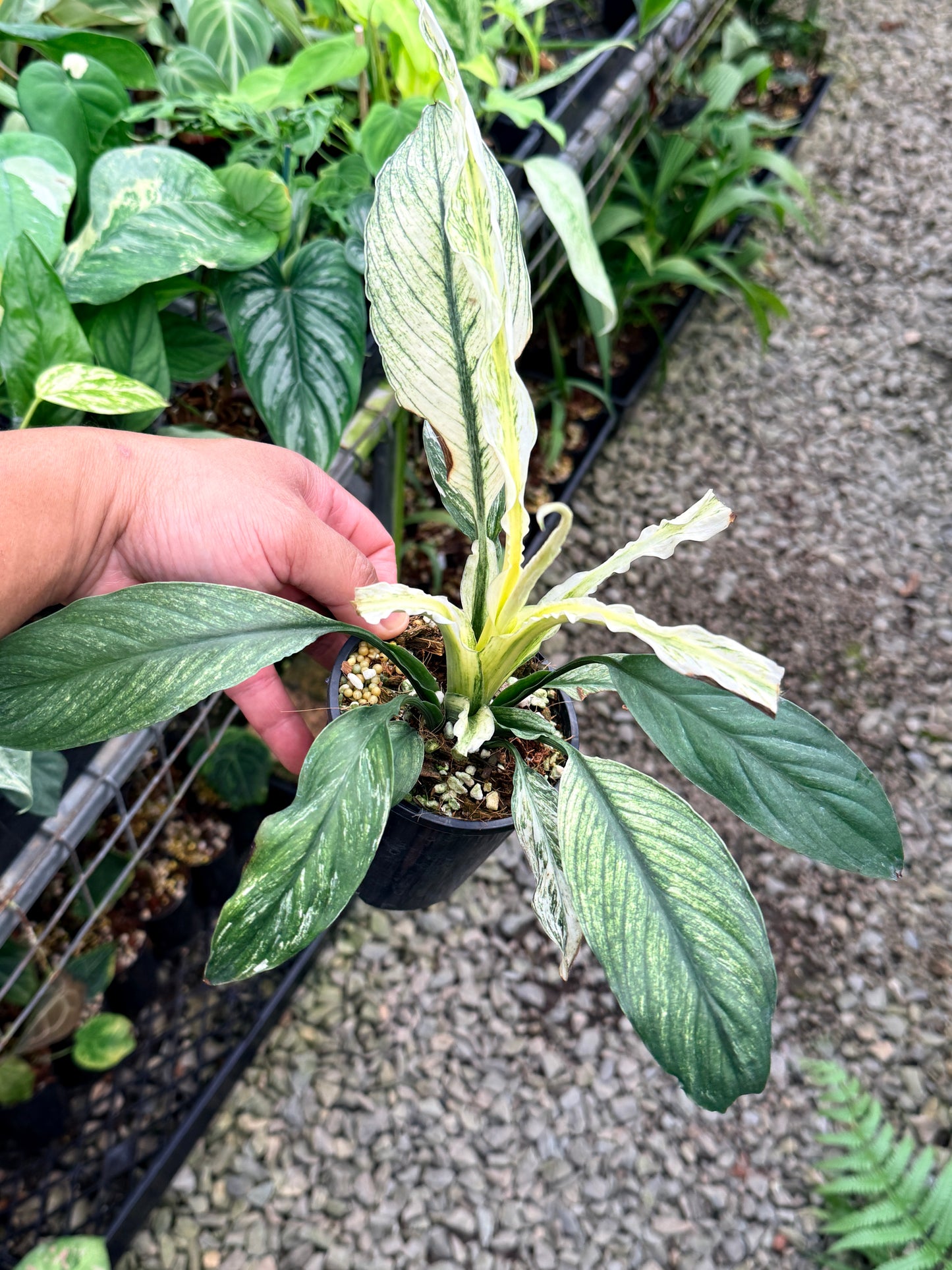 Spathiphyllum 'Sensation' N46