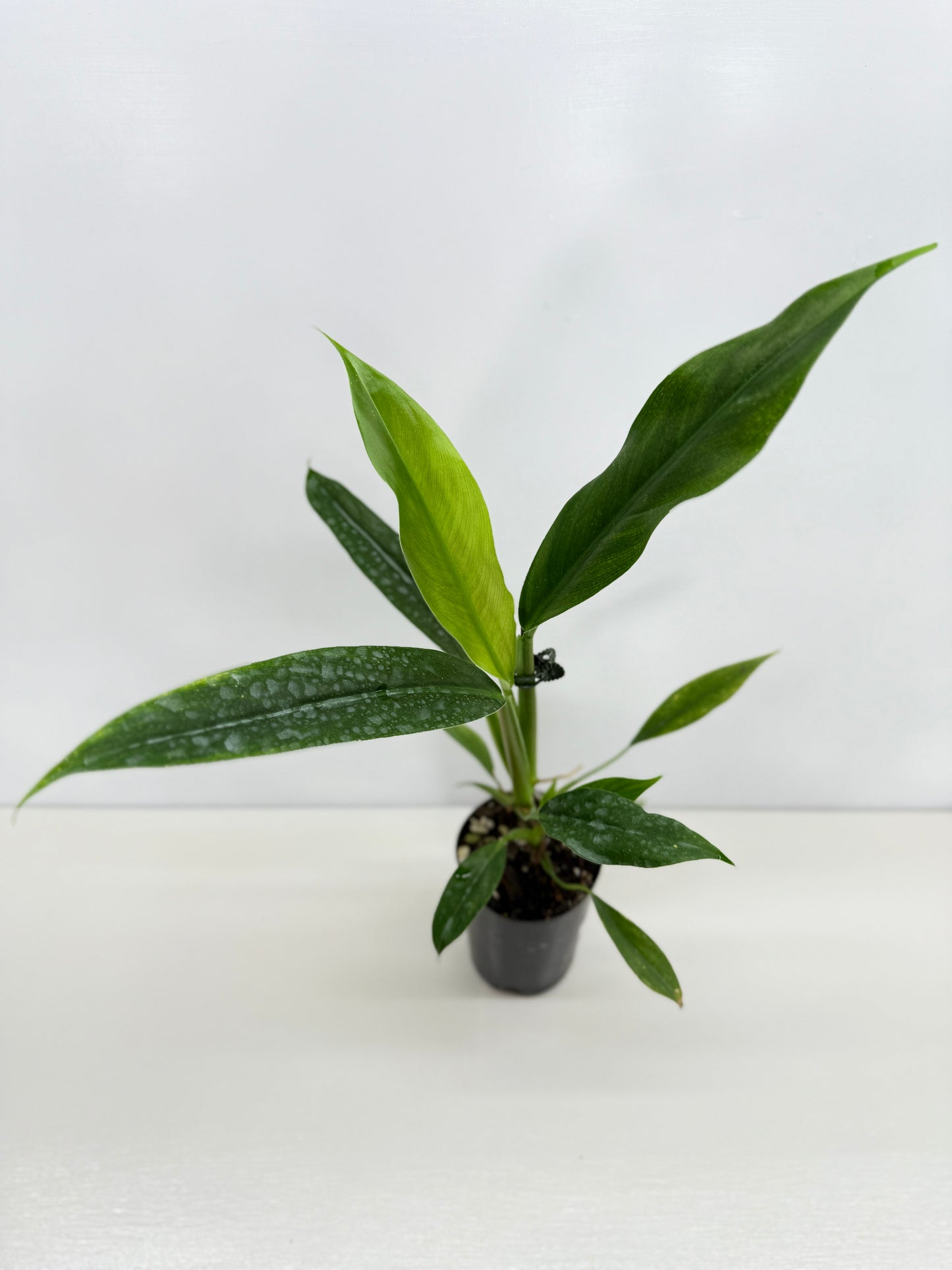 Philodendron Barrosoanum - Best Pick of the Crop!