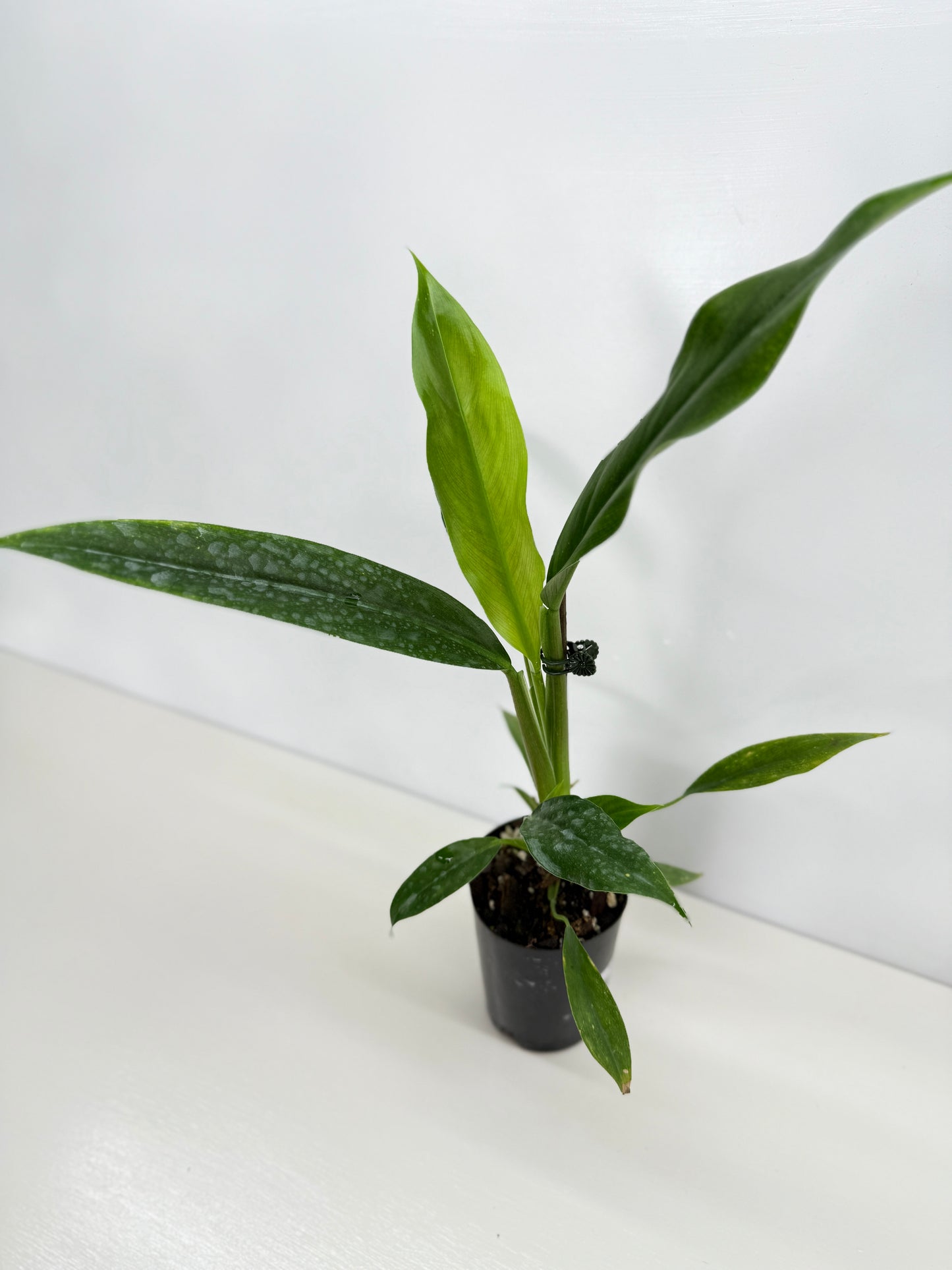 Philodendron Barrosoanum - Best Pick of the Crop!