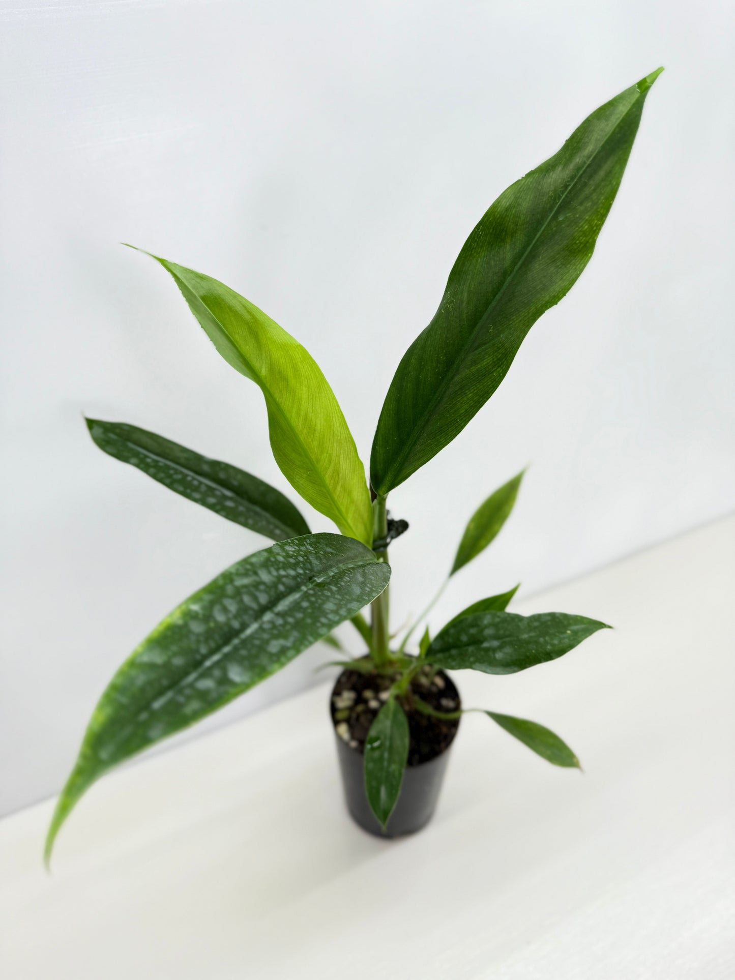 Philodendron Barrosoanum - Best Pick of the Crop!