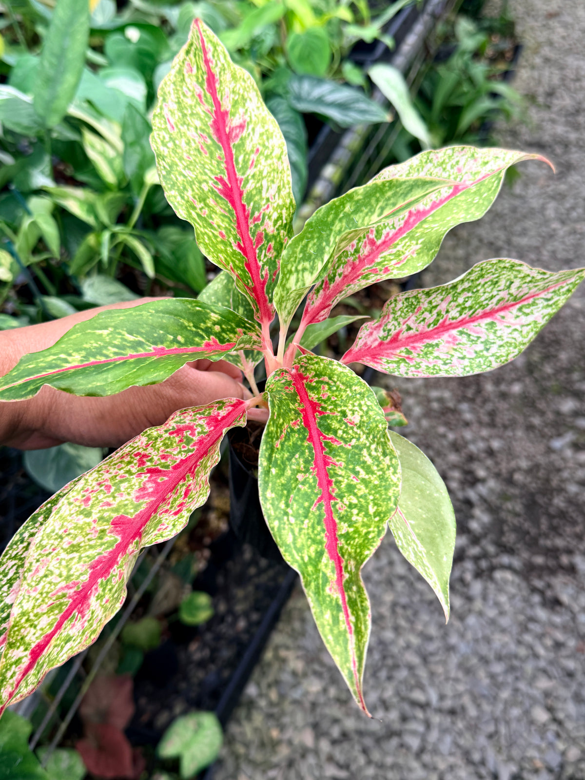 Aglaonema 'Night Sparkle' M60