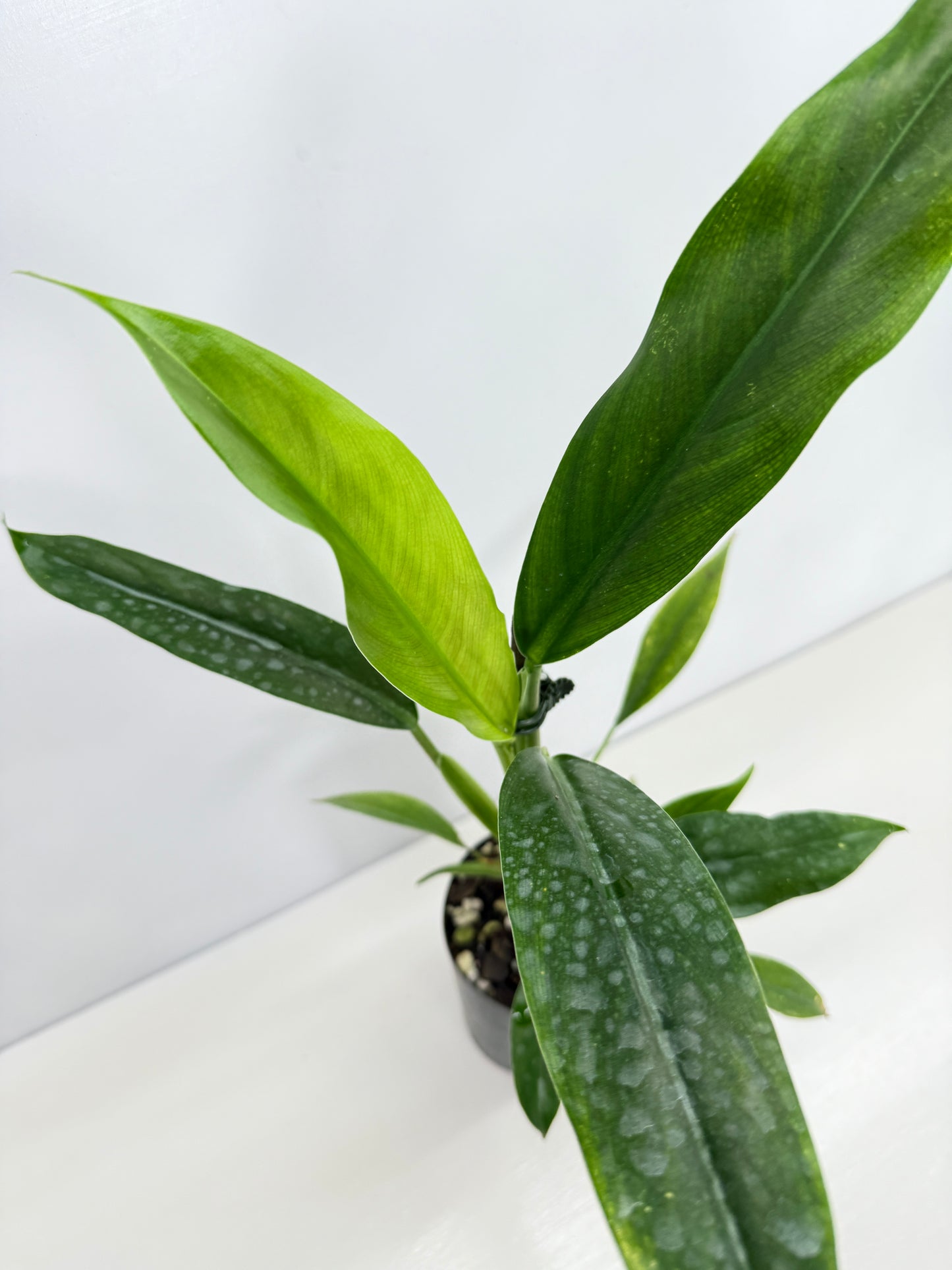 Philodendron Barrosoanum - Best Pick of the Crop!