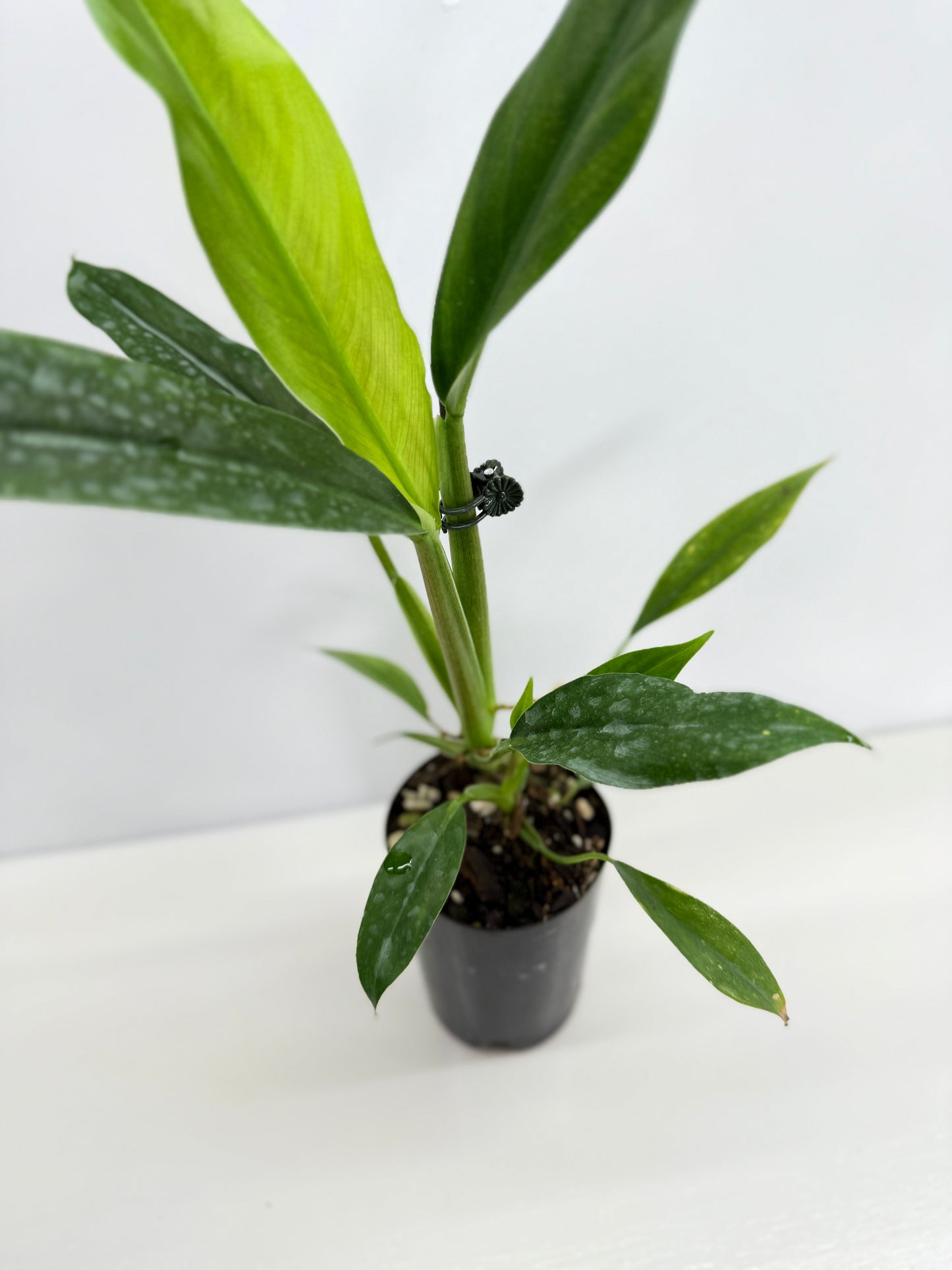 Philodendron Barrosoanum - Best Pick of the Crop!