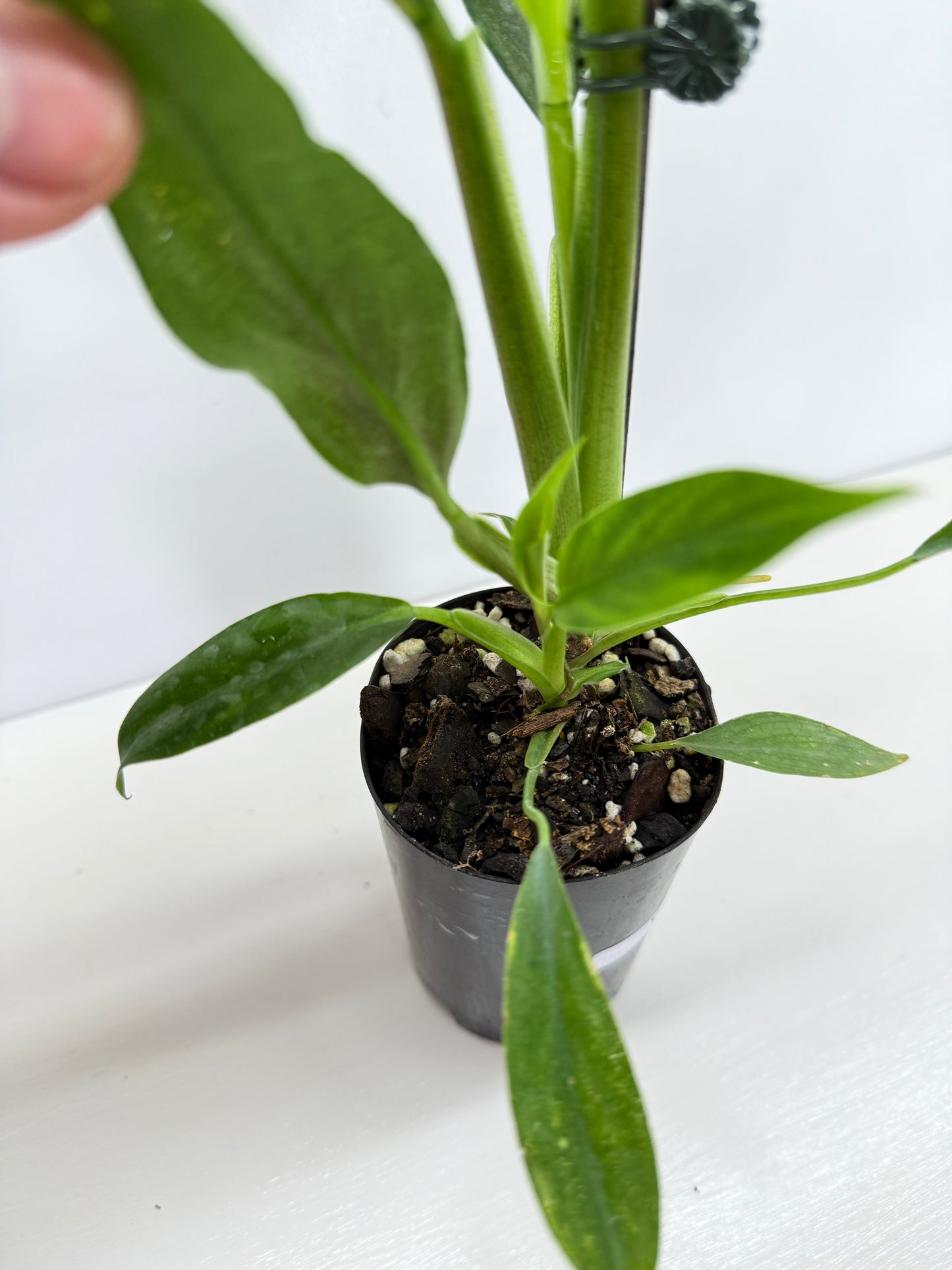 Philodendron Barrosoanum - Best Pick of the Crop!
