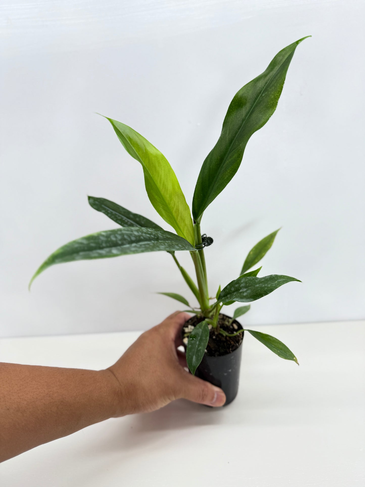 Philodendron Barrosoanum - Best Pick of the Crop!