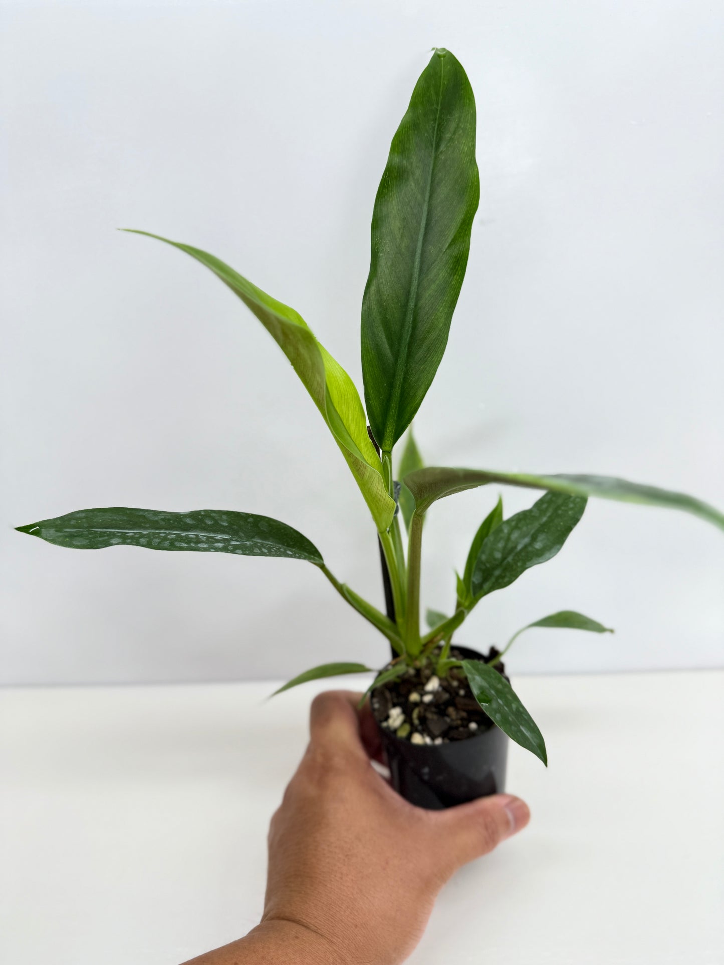 Philodendron Barrosoanum - Best Pick of the Crop!