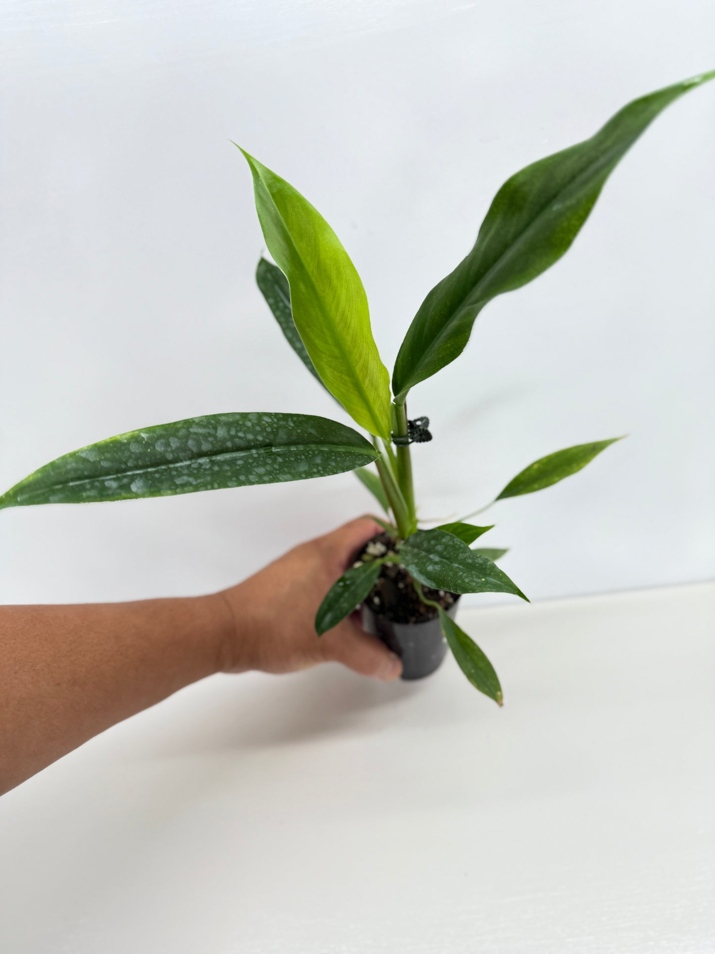 Philodendron Barrosoanum - Best Pick of the Crop!