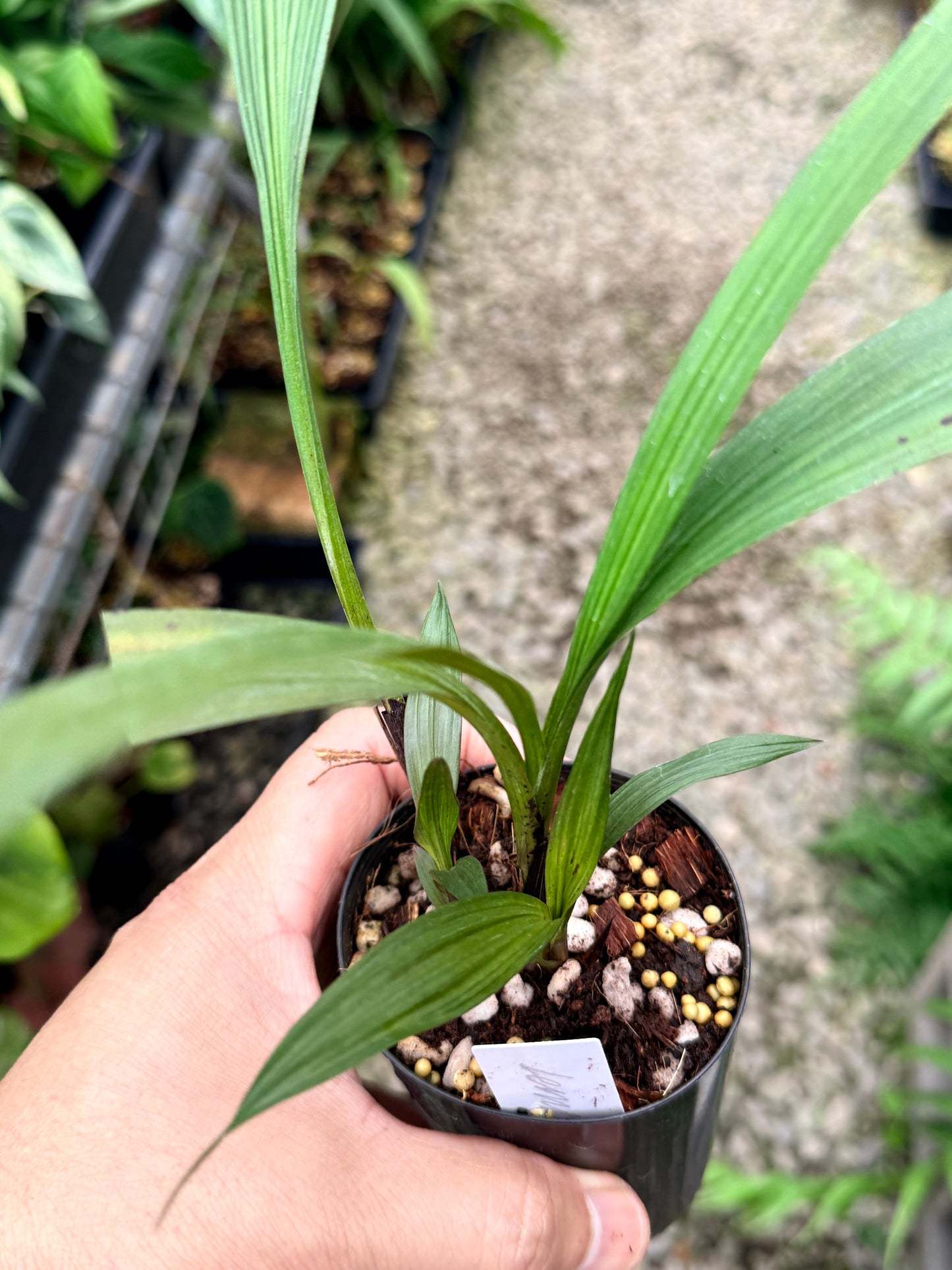 Spathoglottis 'Lemon Kisses' L26