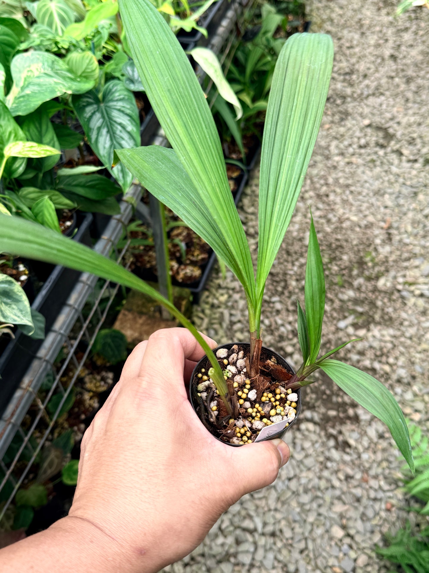 Spathoglottis 'Lemon Kisses' L27