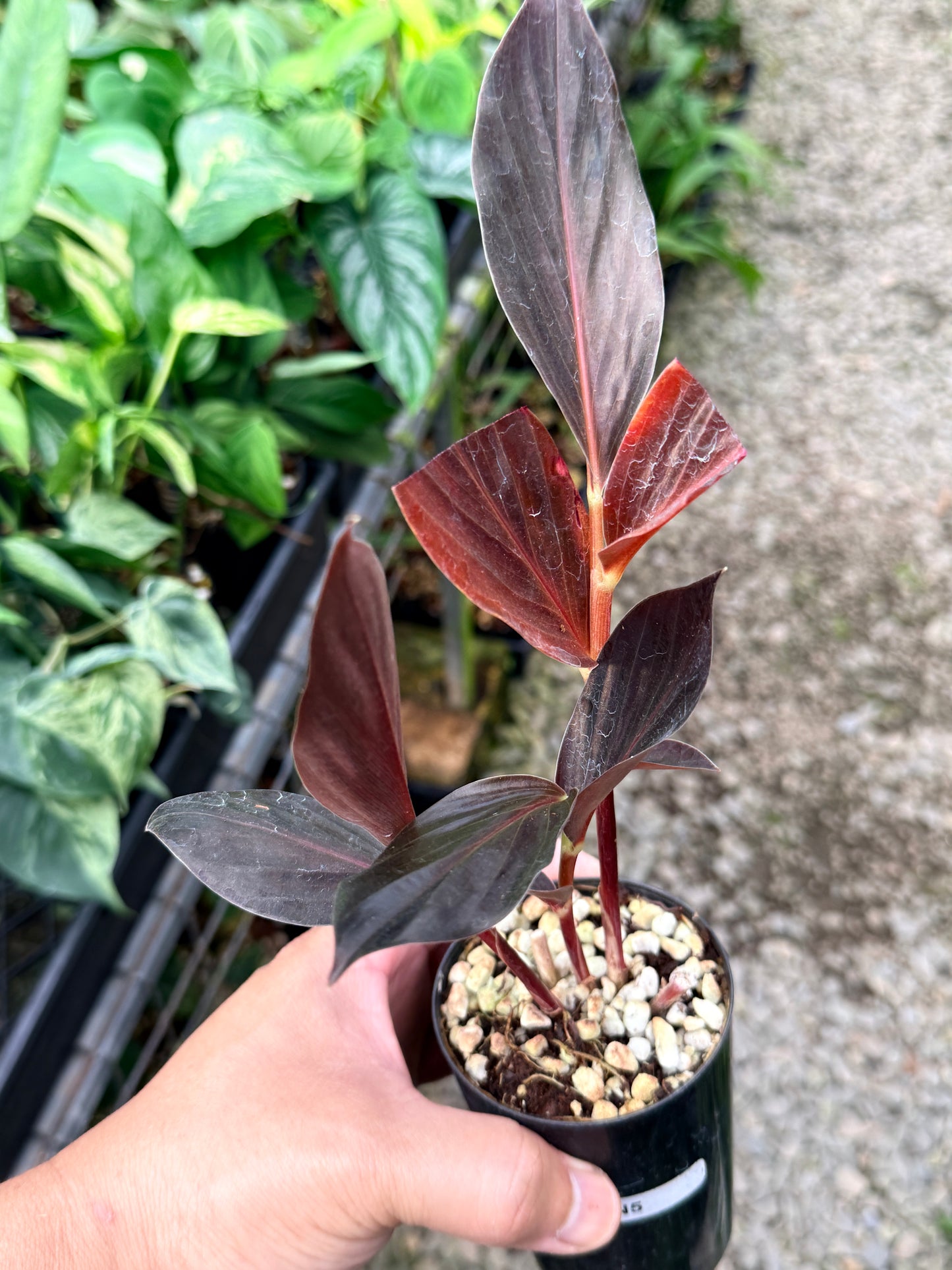 Zingiber malaysianum 'Midnight' N5